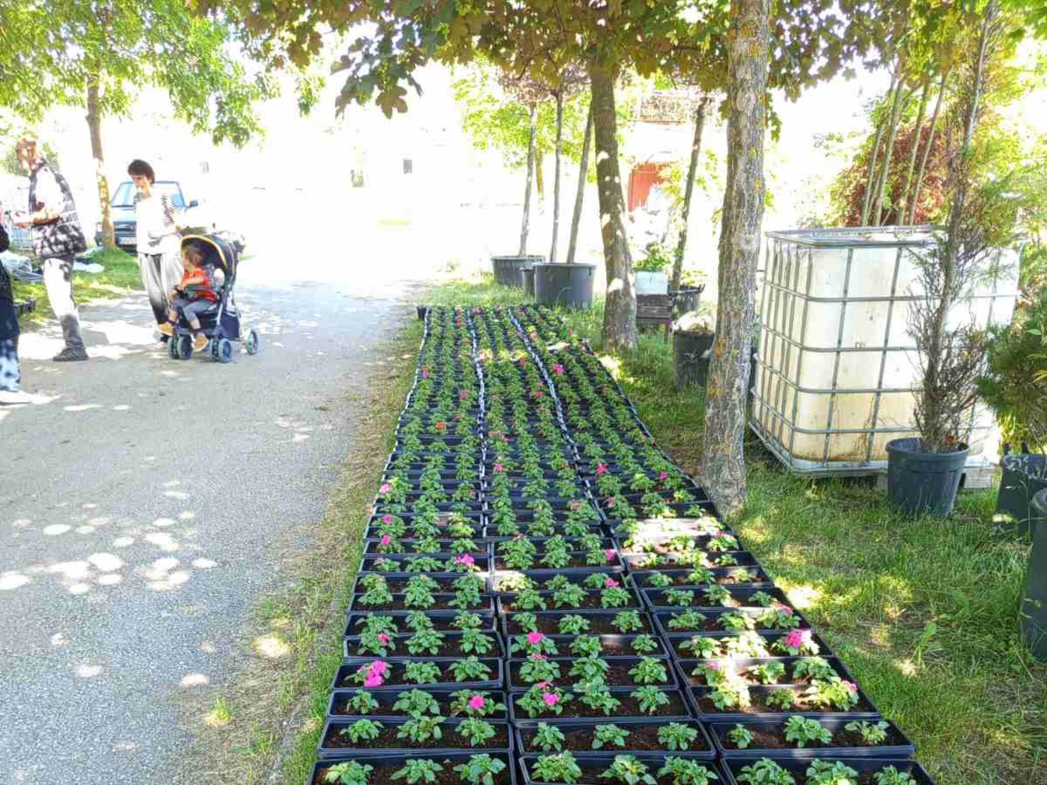 Zardineri06042025003