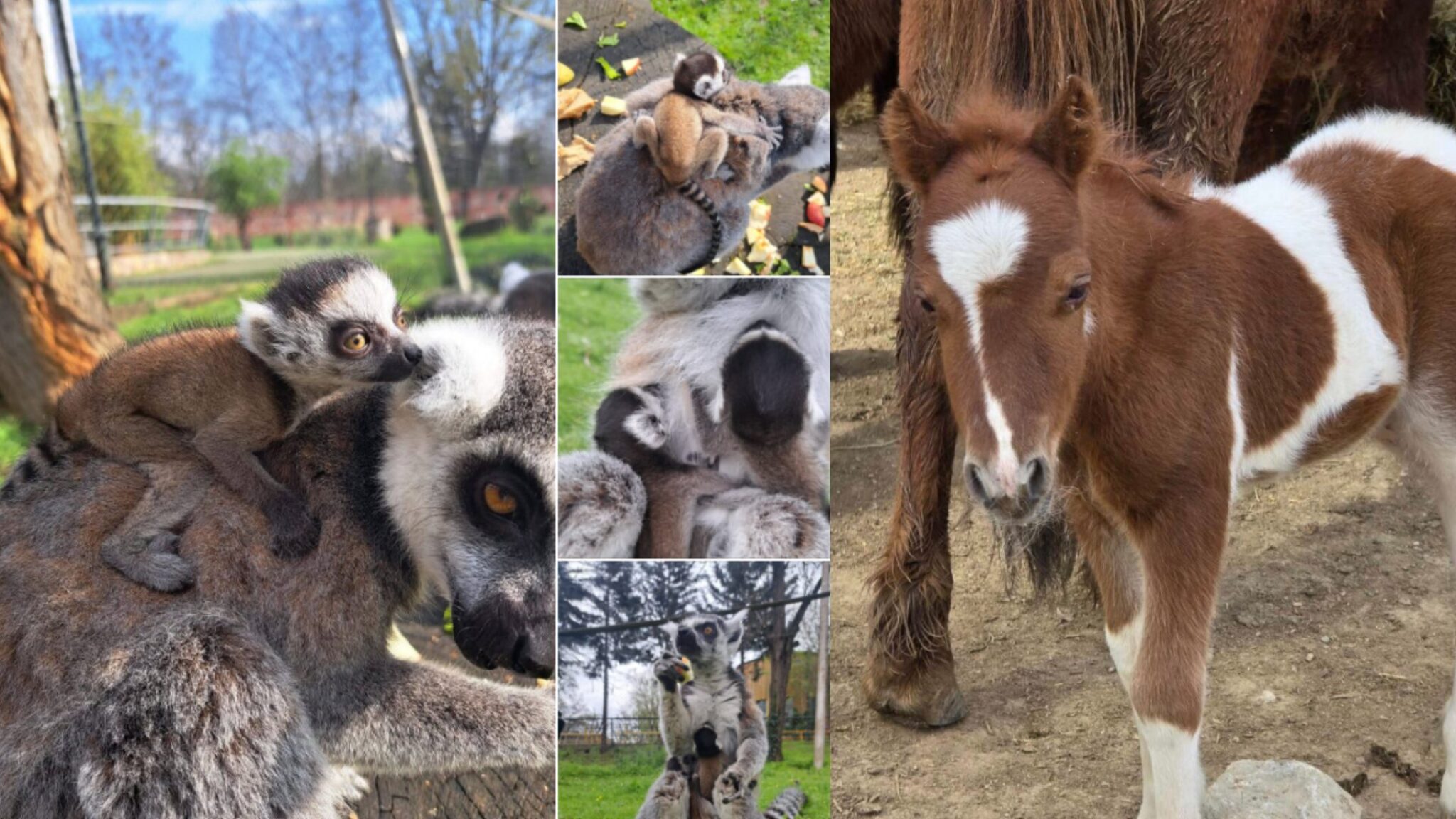 lemuri-poni-zoo