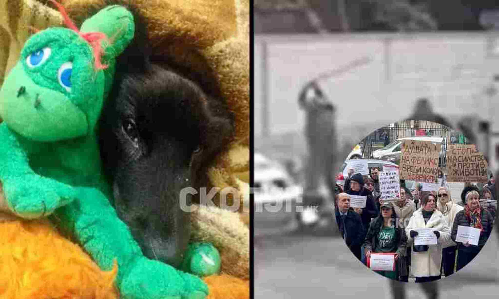 kuce-51235-1000x600-1