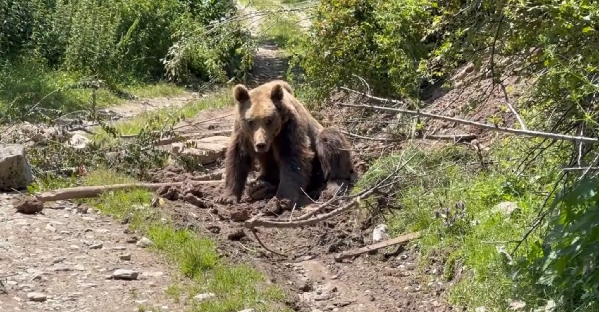 Screenshot-2023-07-08-112421