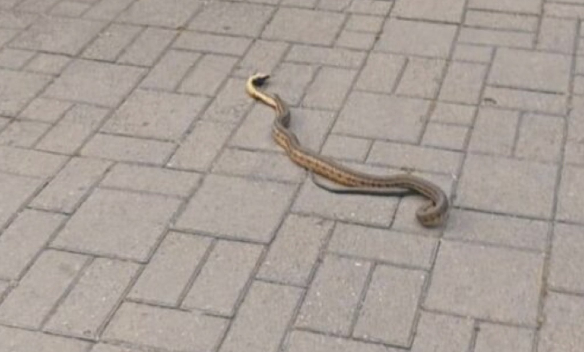 Screenshot-2023-06-02-at-09.42.27