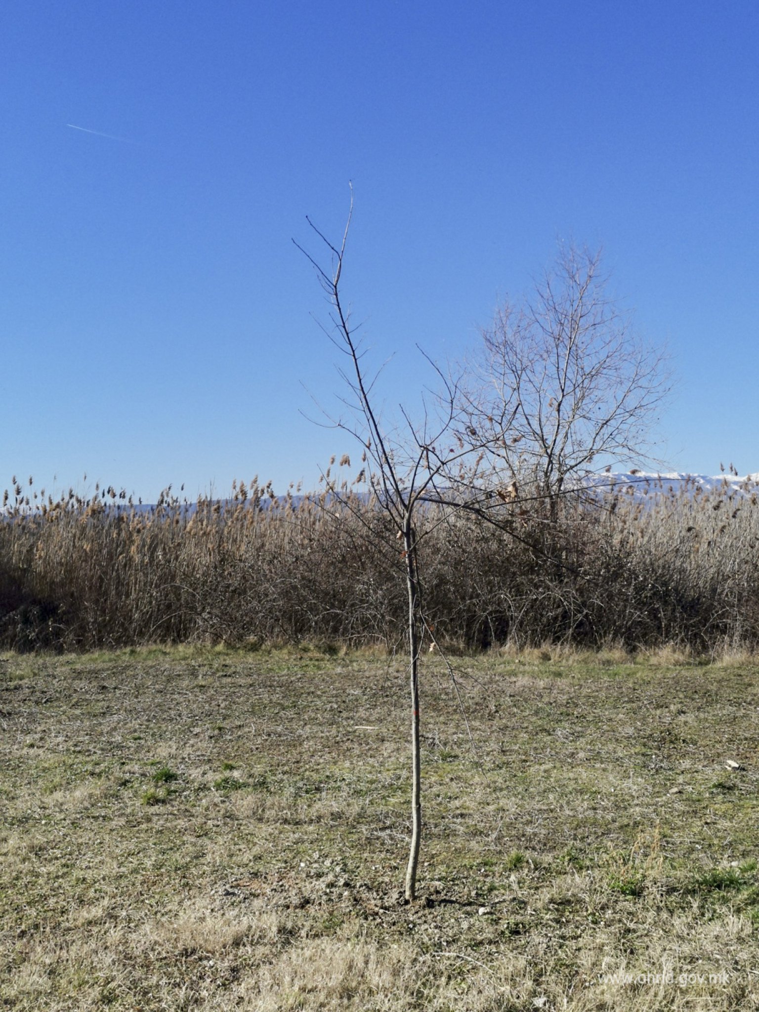 Osteteni_drvja_06022023006