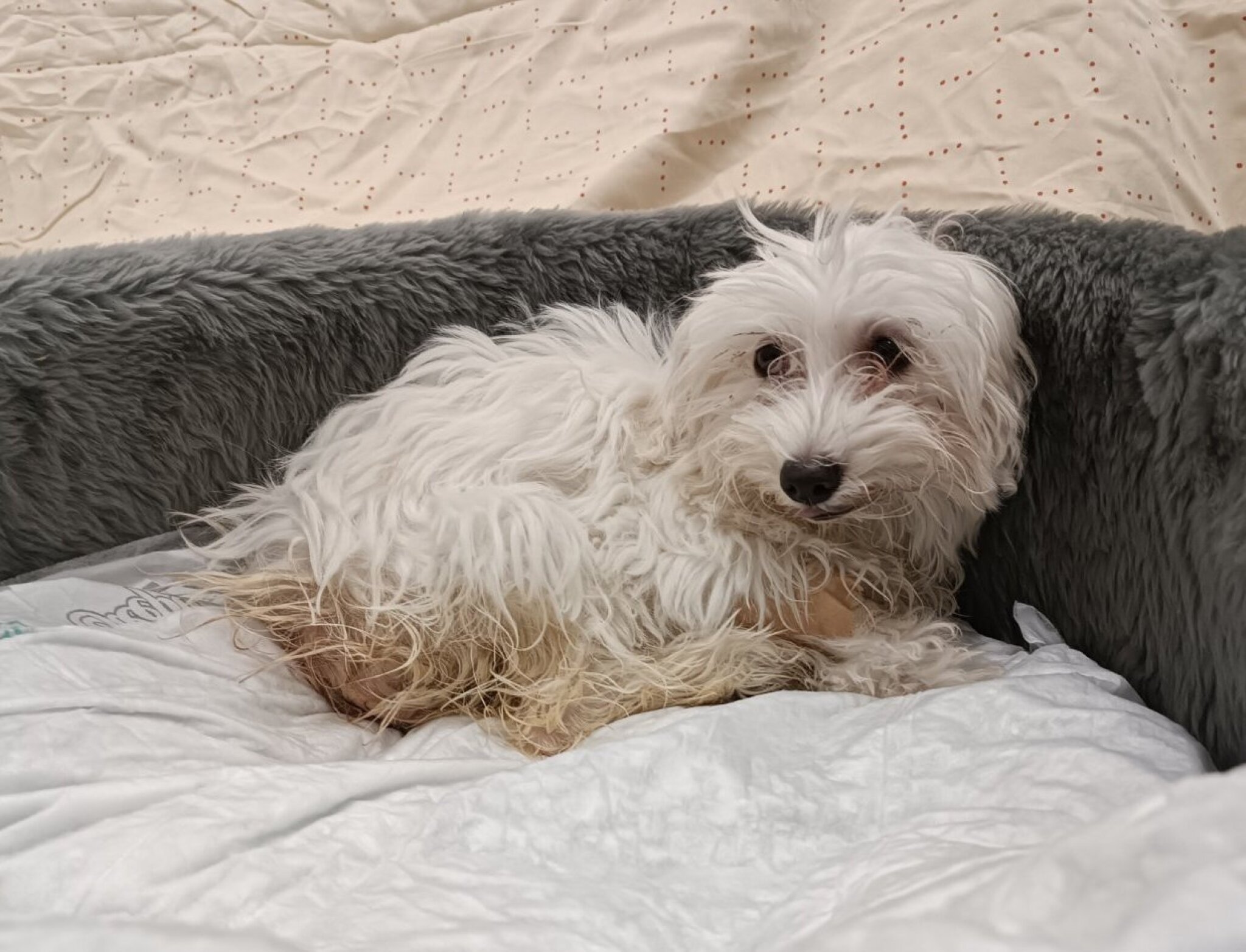 329378835_720675913069759_4854658773387379531_n