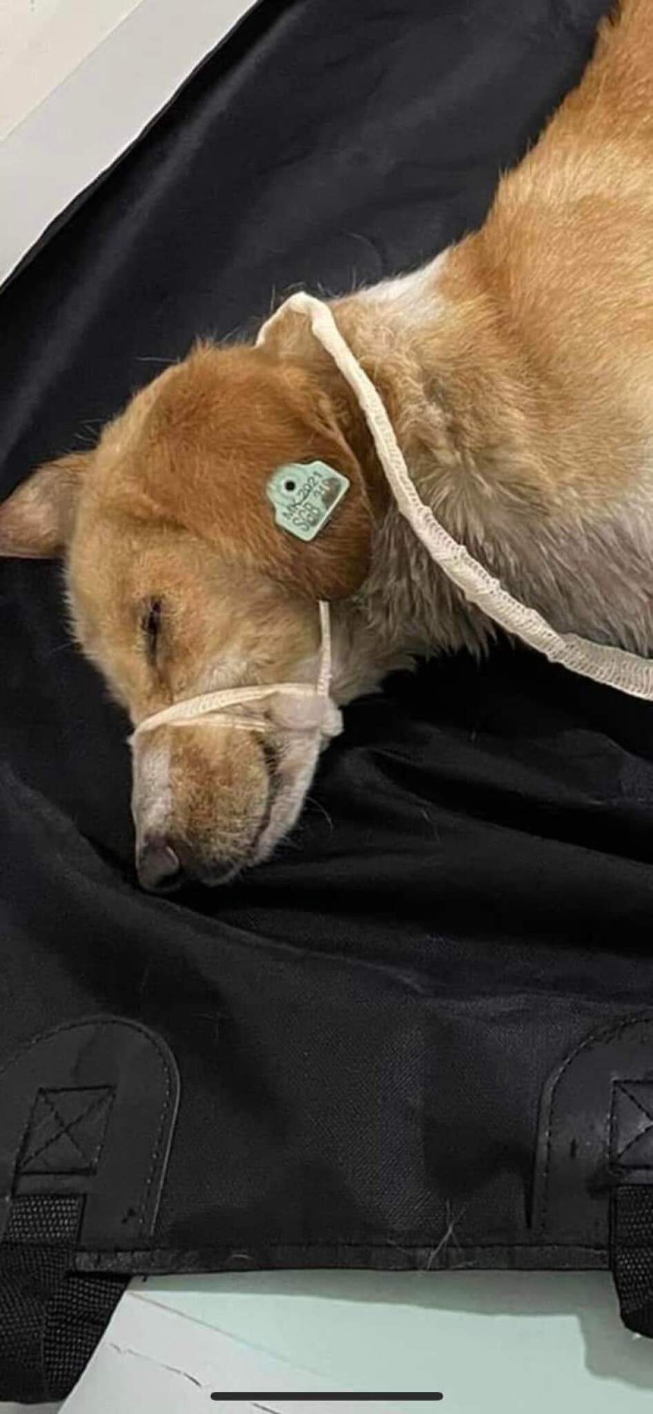 FB_IMG_1665744109030