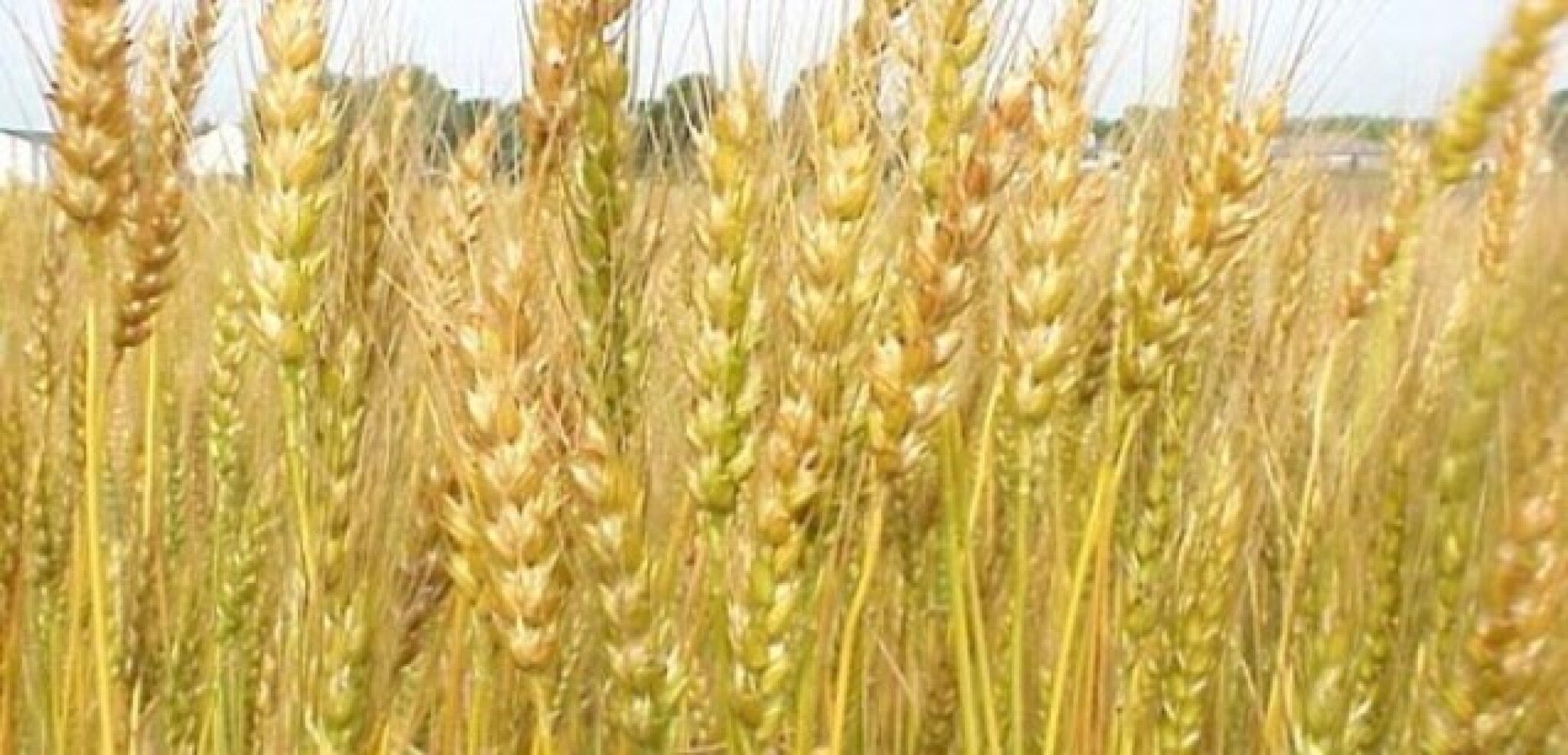 godinava-od-jachmenot-se-ochekuvaat-prinosi-35-toni-po-hektar