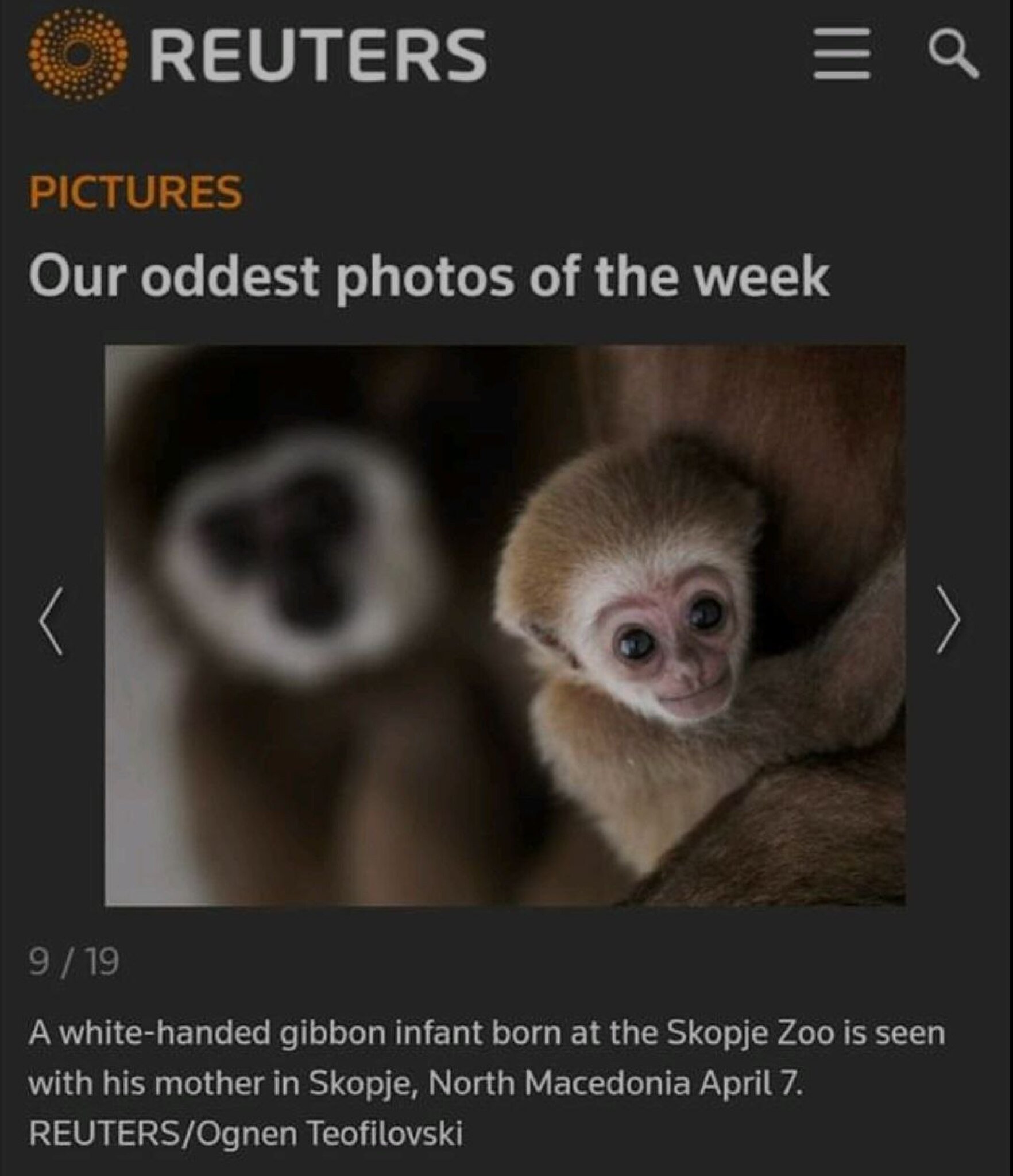 Baby-boom-vo-Zooloska-gradina-1