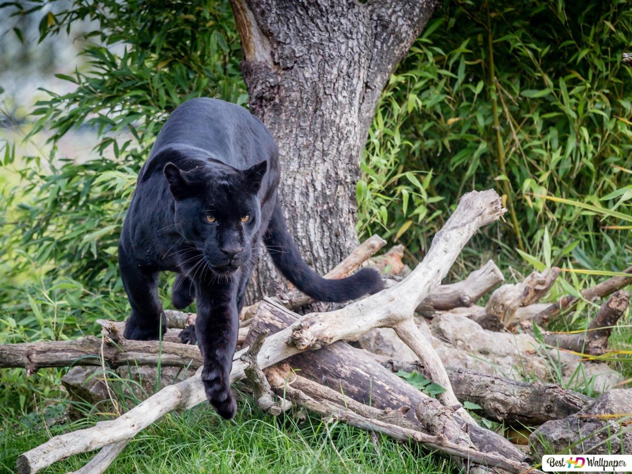 tsrni-panter-priprema-za-skok-pozadina-1440x1080_22