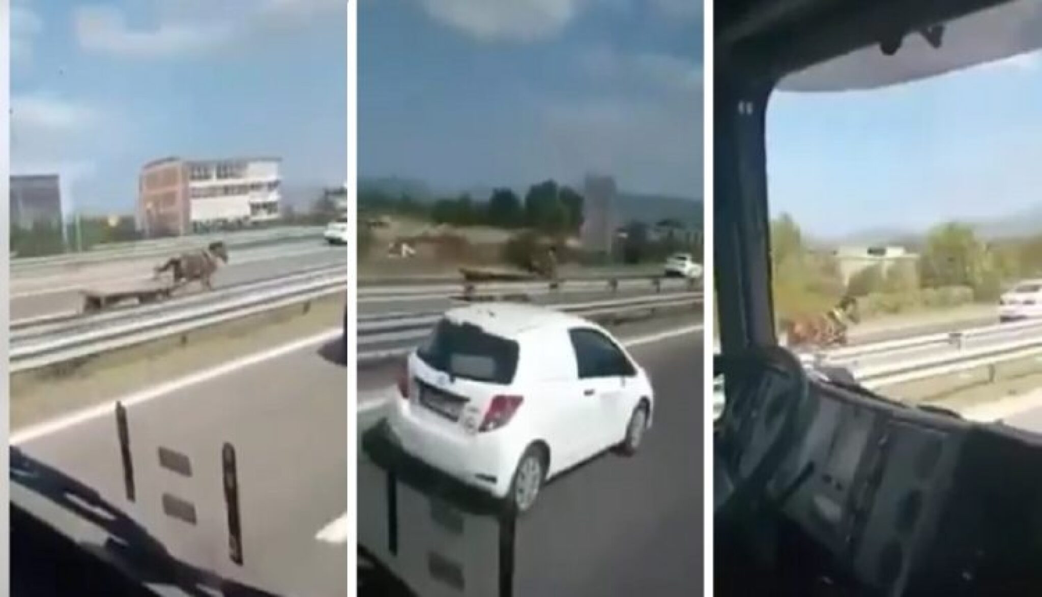 konj-video-750x430-1