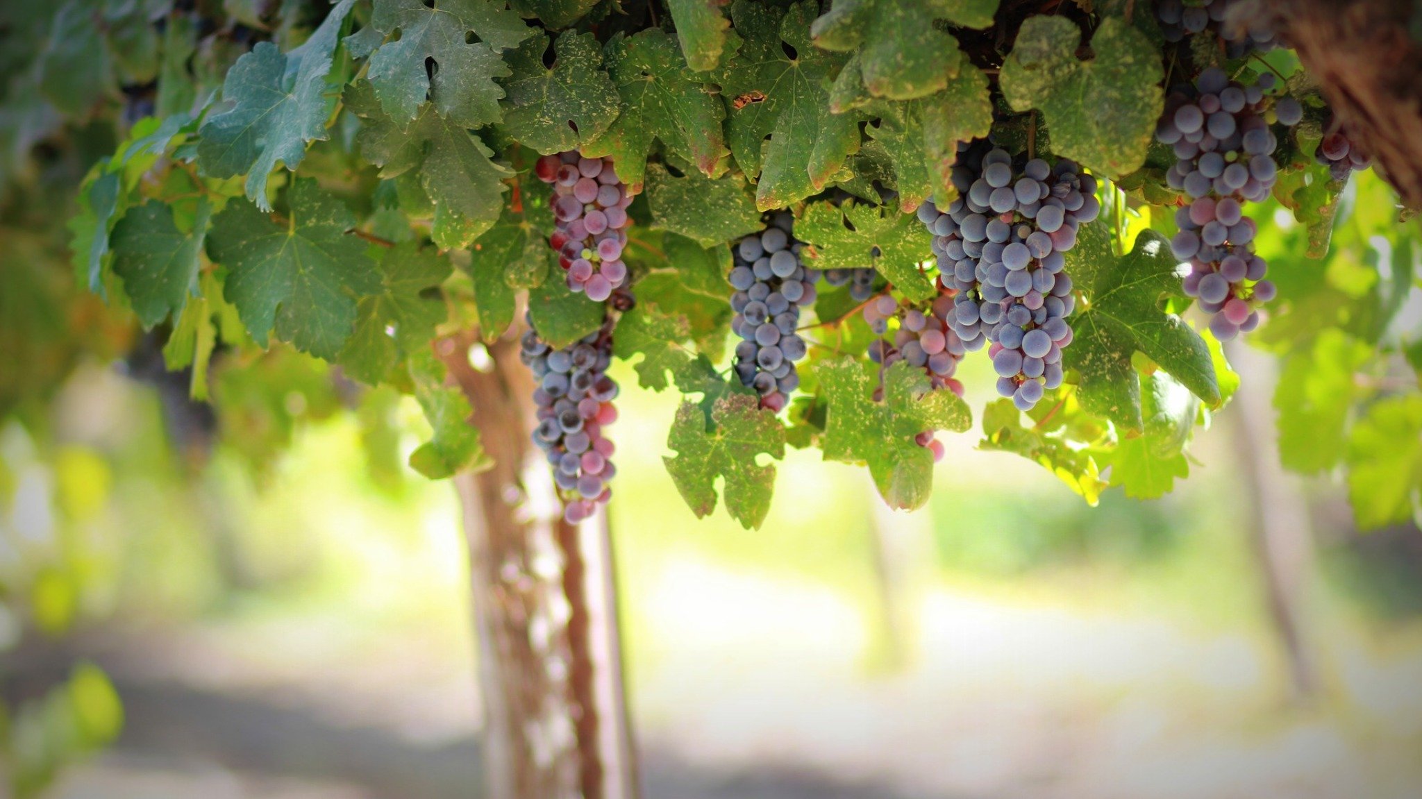 grapes1