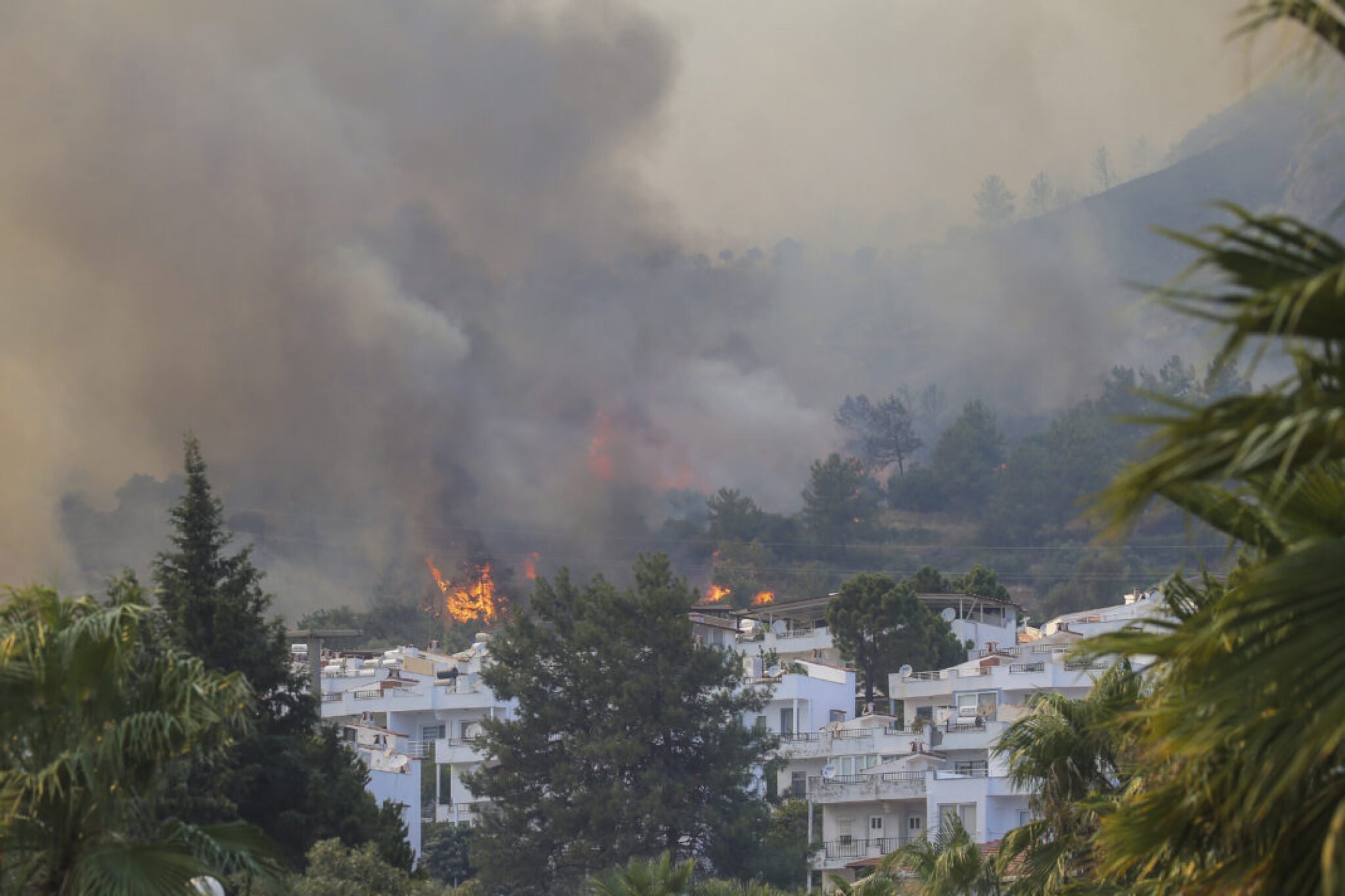 Tan2021-8-3_183236530_0-1068x712