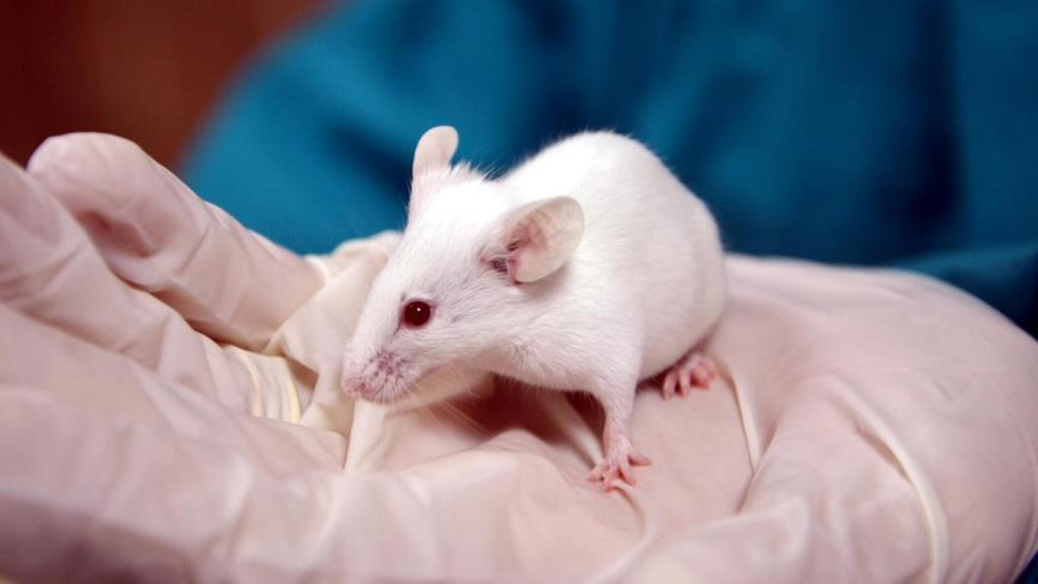 thumbs_b_c_4fb7ae4b44fb8c1d641c62cb0752ad90