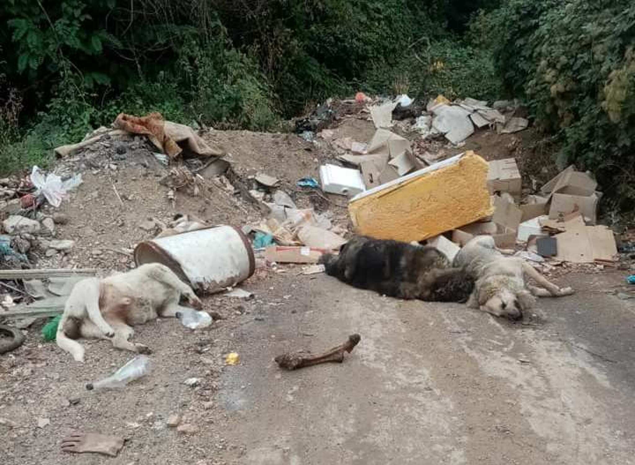 mrtvi-kucinja-deponija