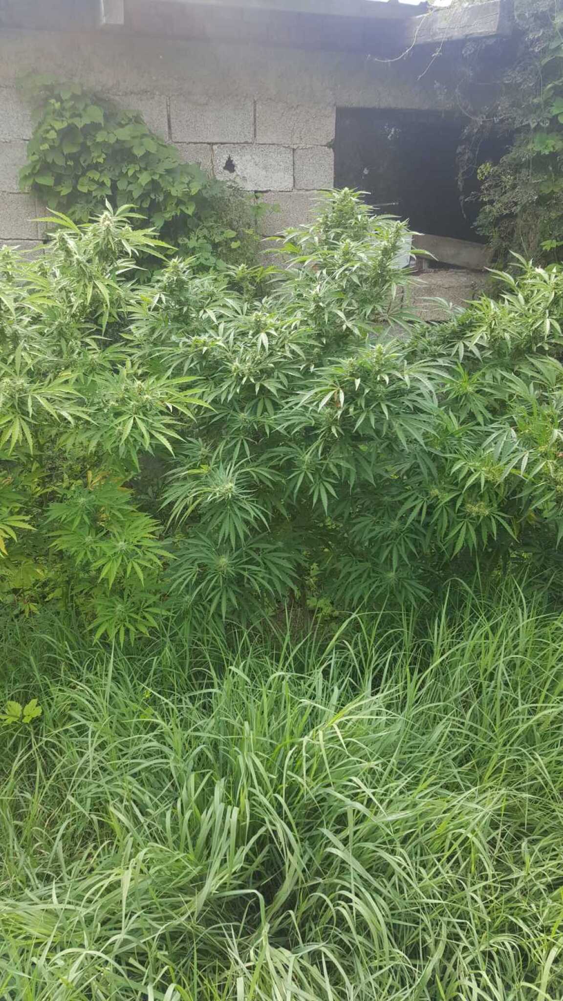 IMG-7df7e93ea89a44ffbba7bf8afba1e1e9-V