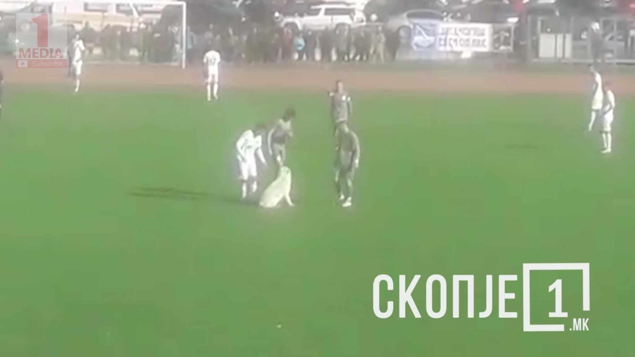 kuce-skitnik-natprevar