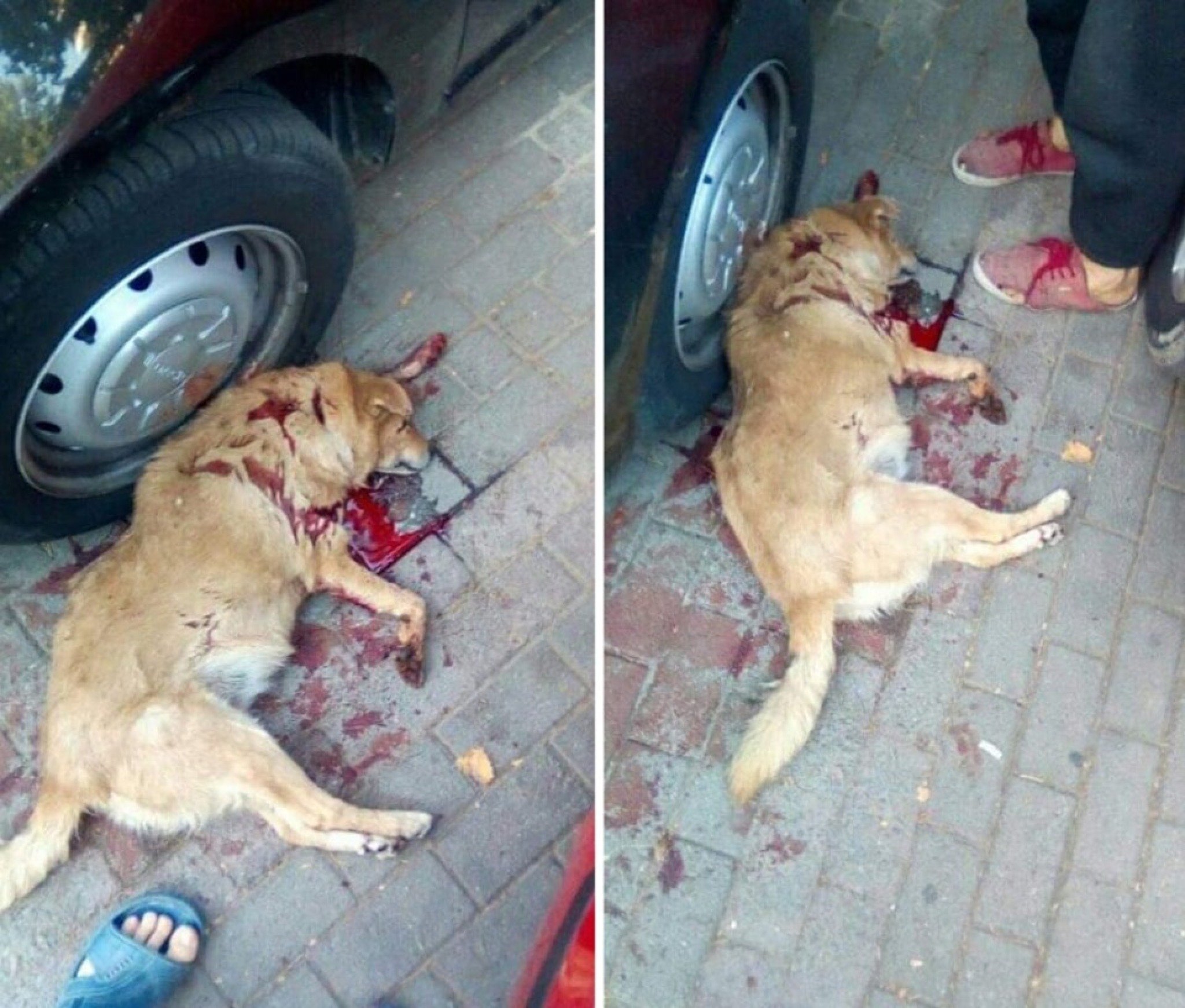 70523524_10158872147649816_2024369570101329920_n