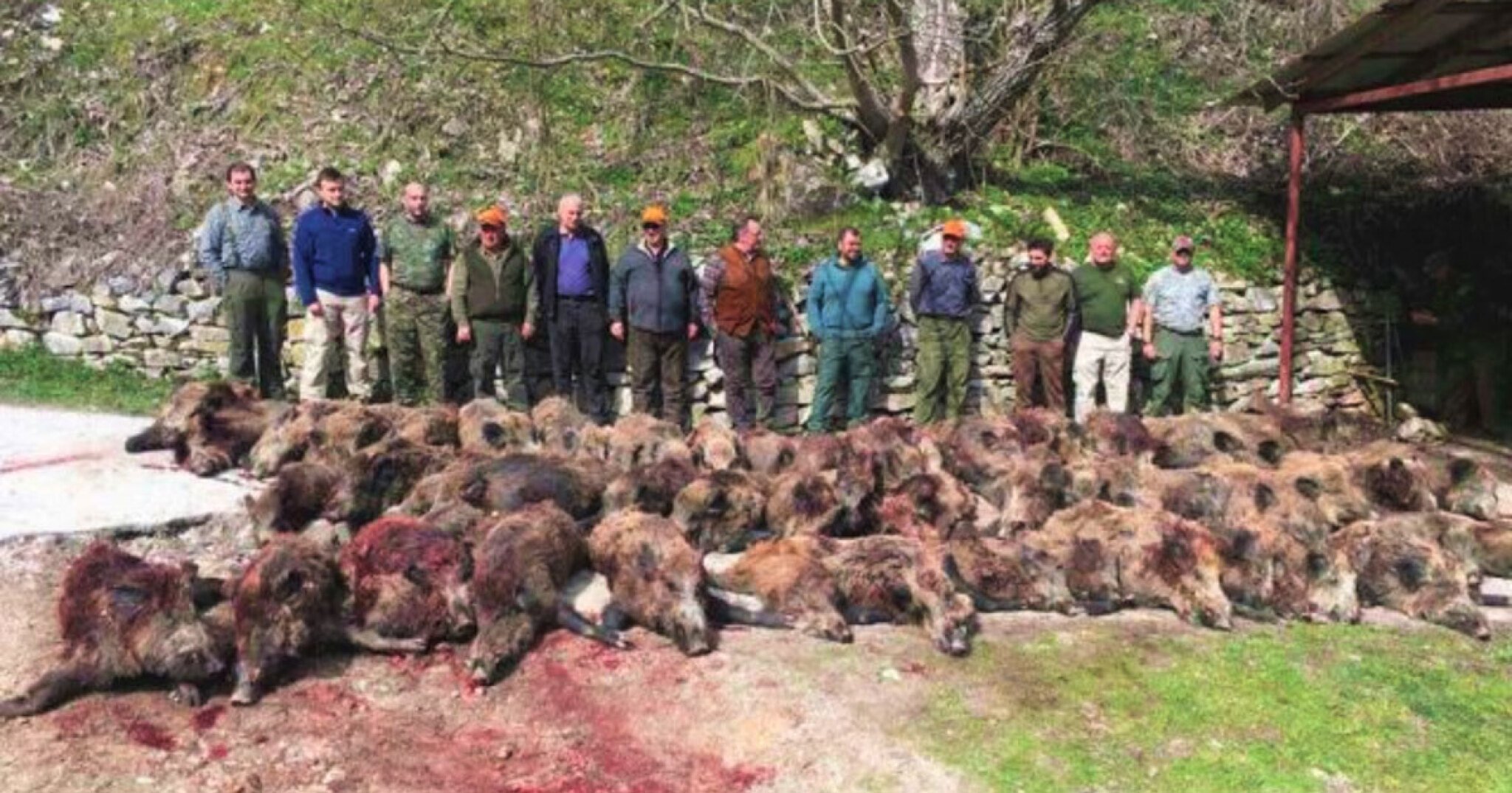 lov-divi-svinji-vo-jasen