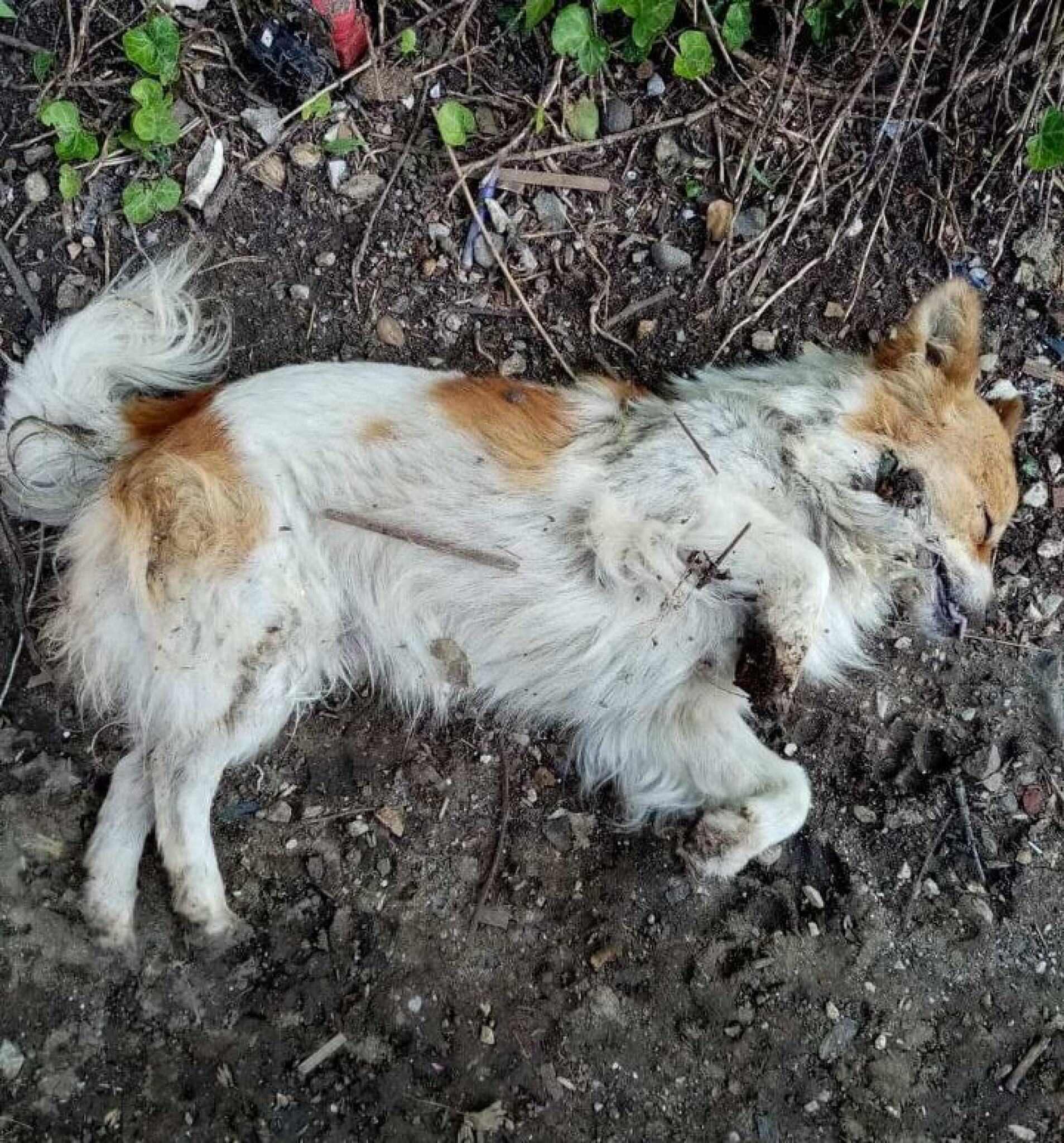 Kuche-otrueno-probishtip-1