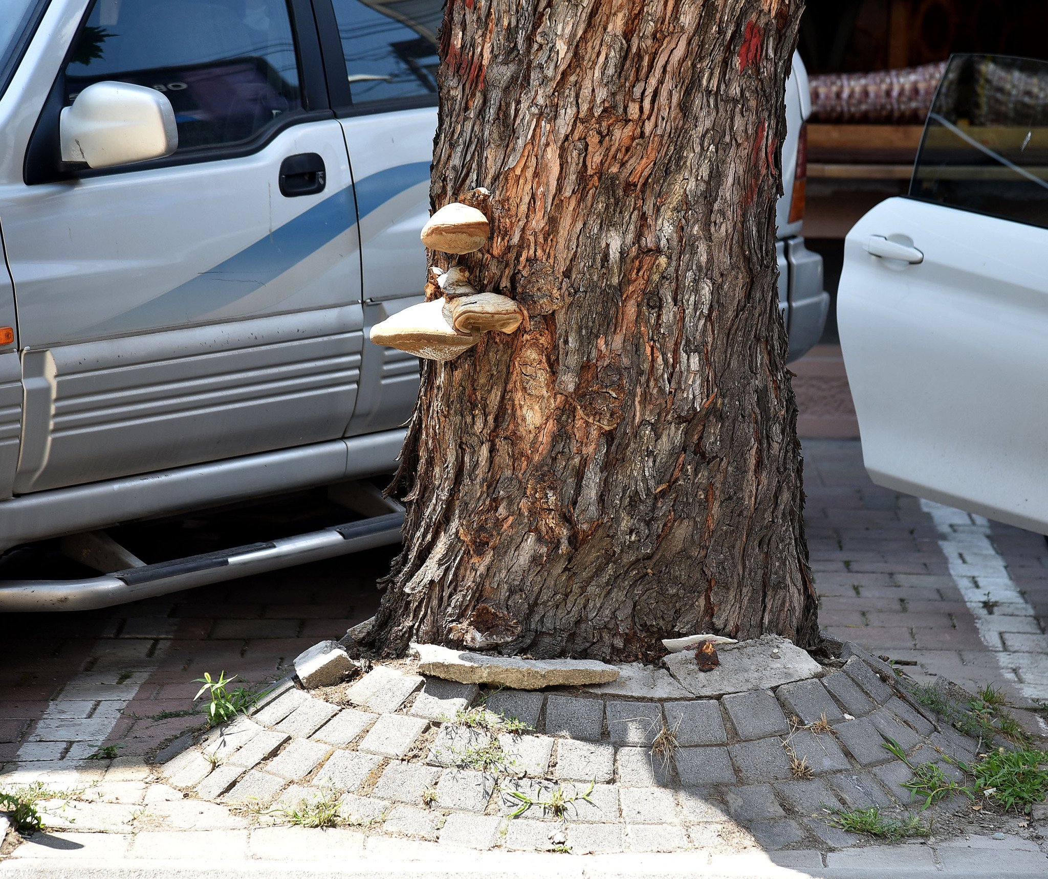 Osloboduvanje-drvja-Orce-NIkolov-1