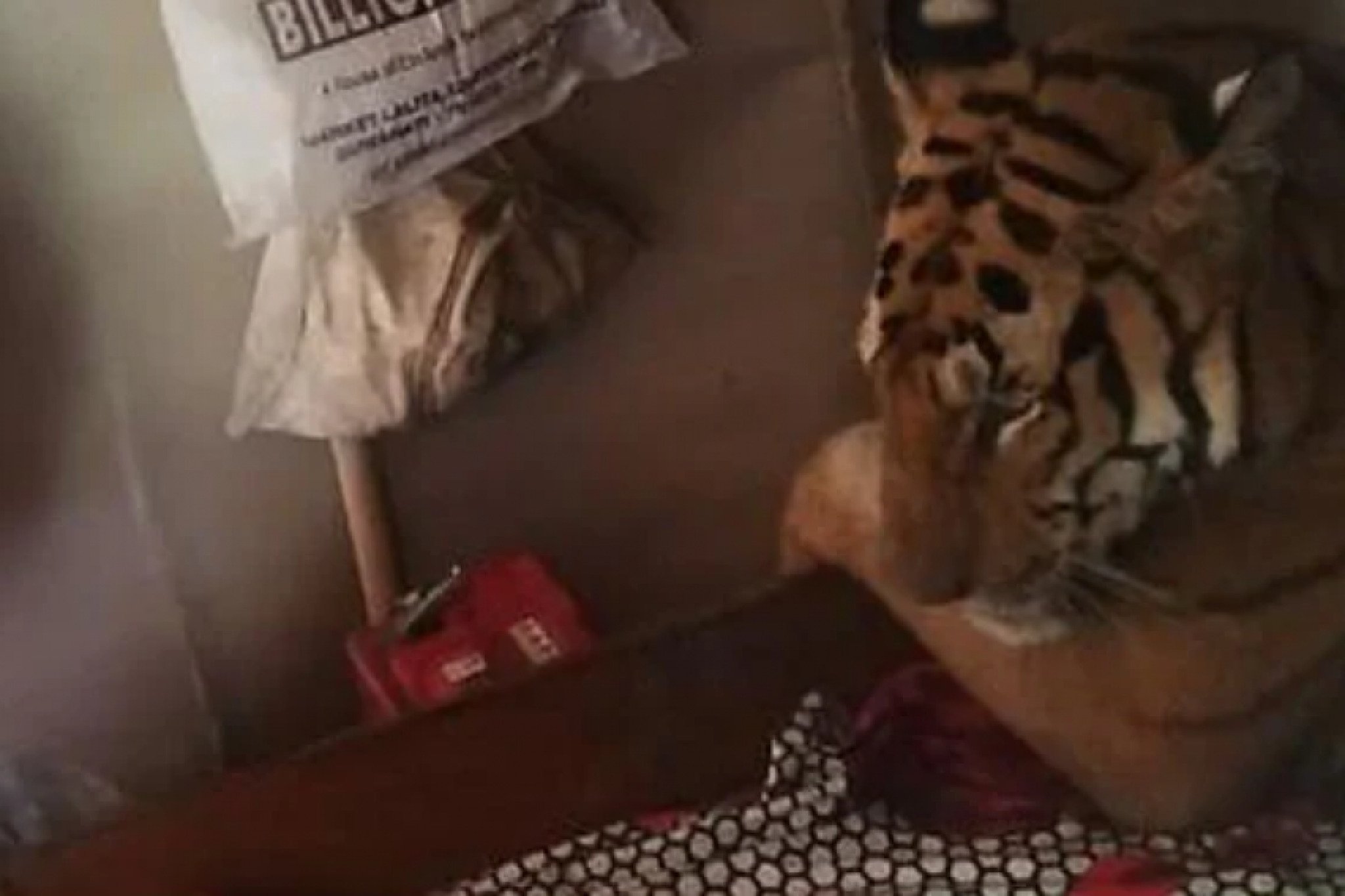 RzTUy-tigar-vo-kuka-vo-indija