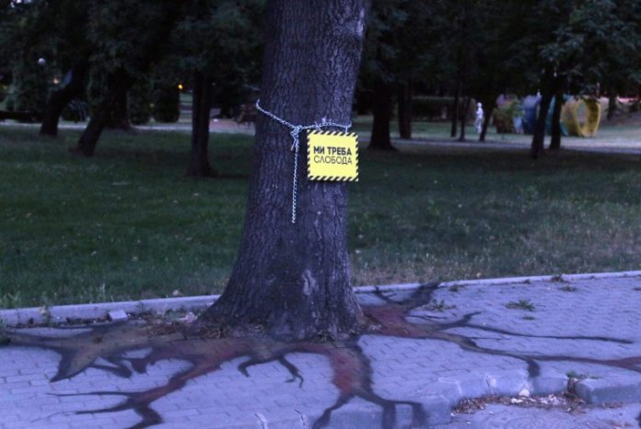 sindziri-drvja-696x466