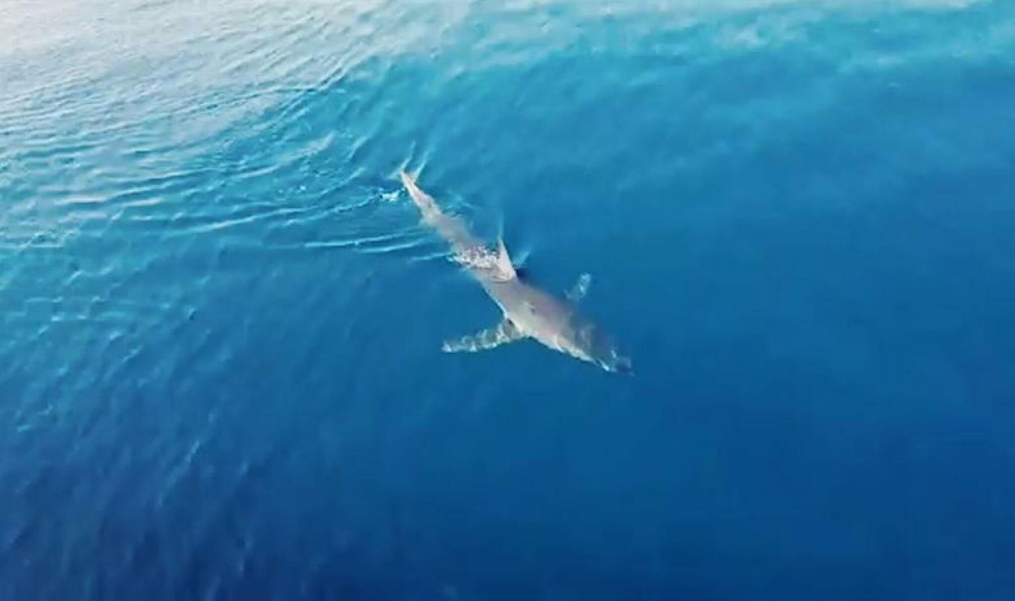 ajkula-jadransko-more