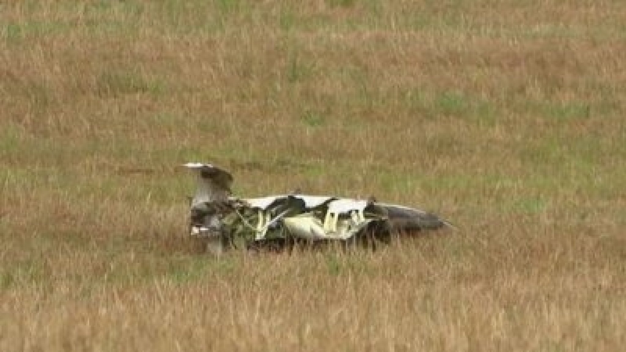 uploads_thumbs_resize_800x420_378810