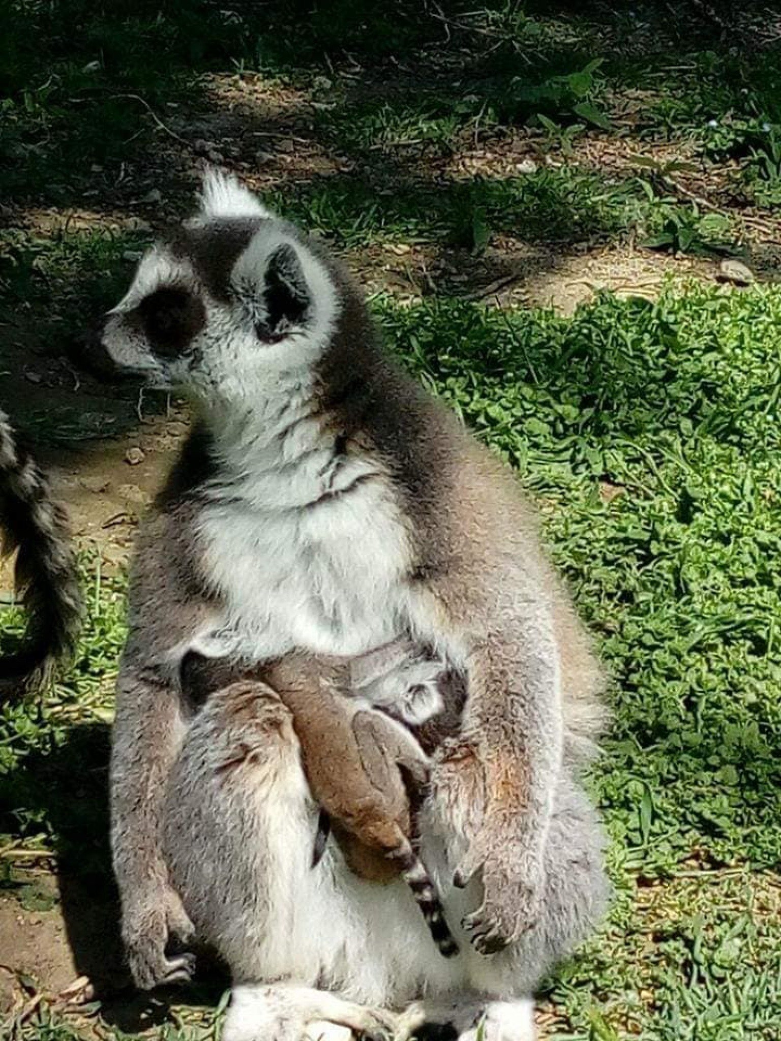 57543528_1253335948150332_4485693736914780160_n