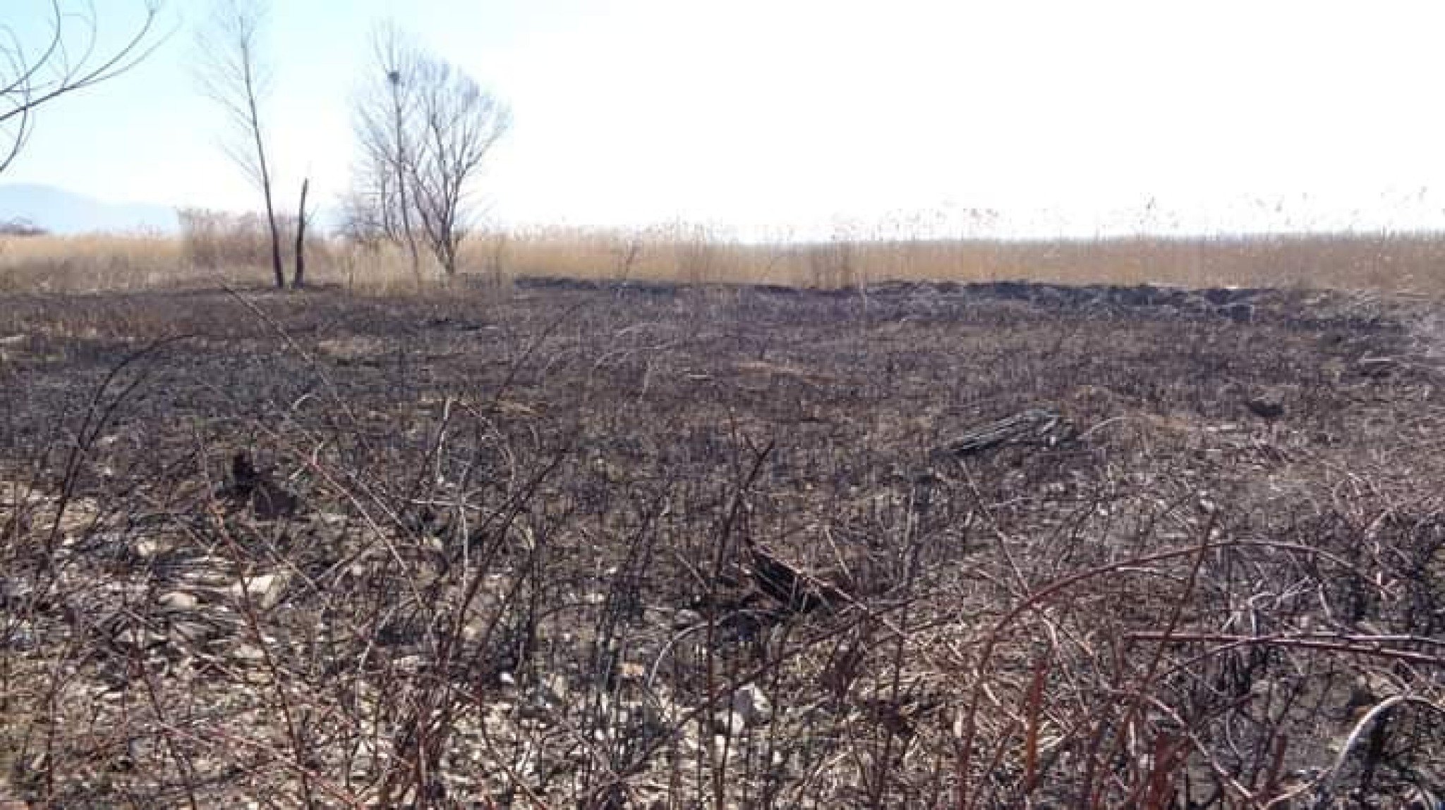 52947227_303016213718185_5959745651276251136_n