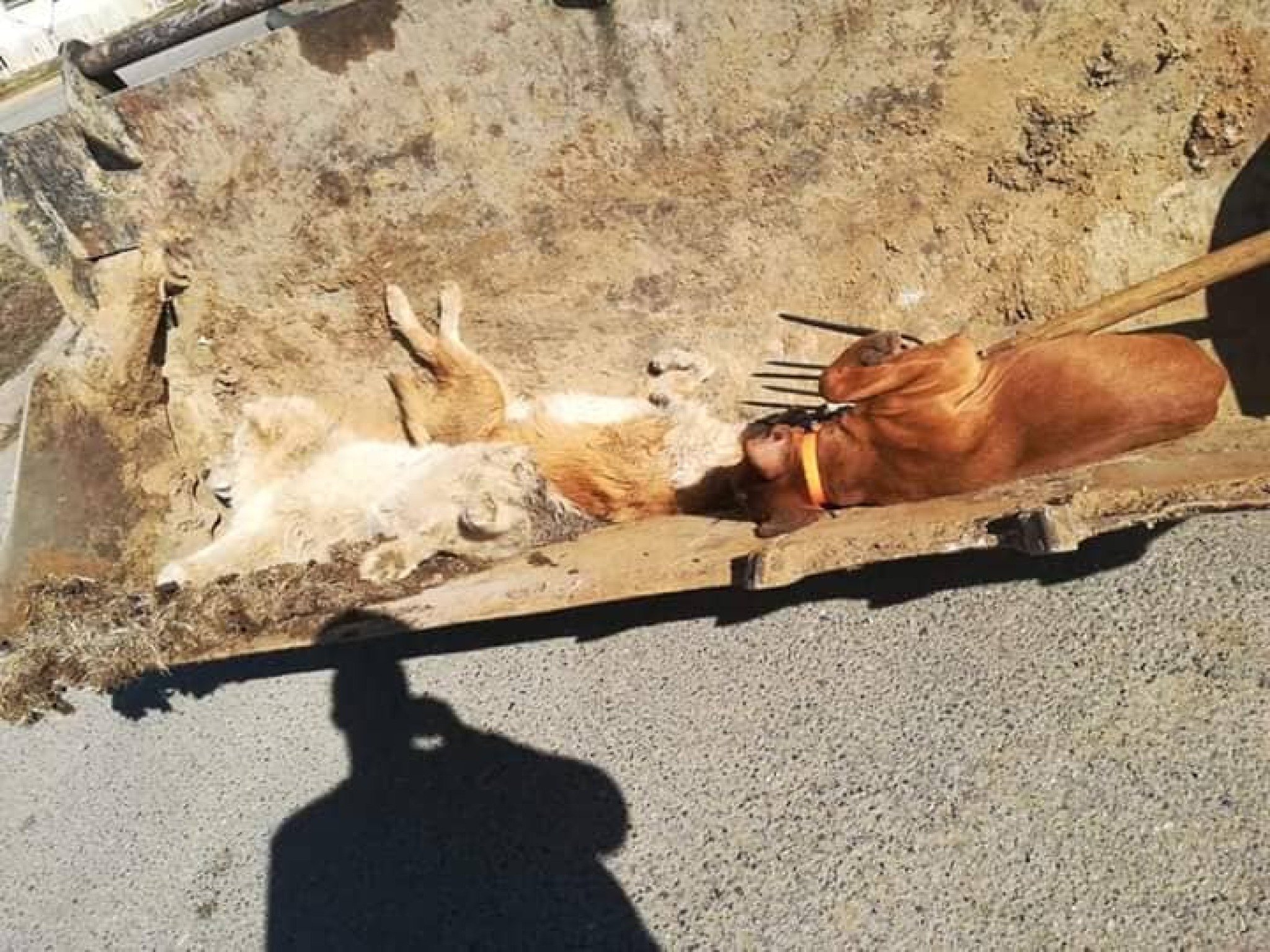 52464410_409543789619975_424184950271508480_n