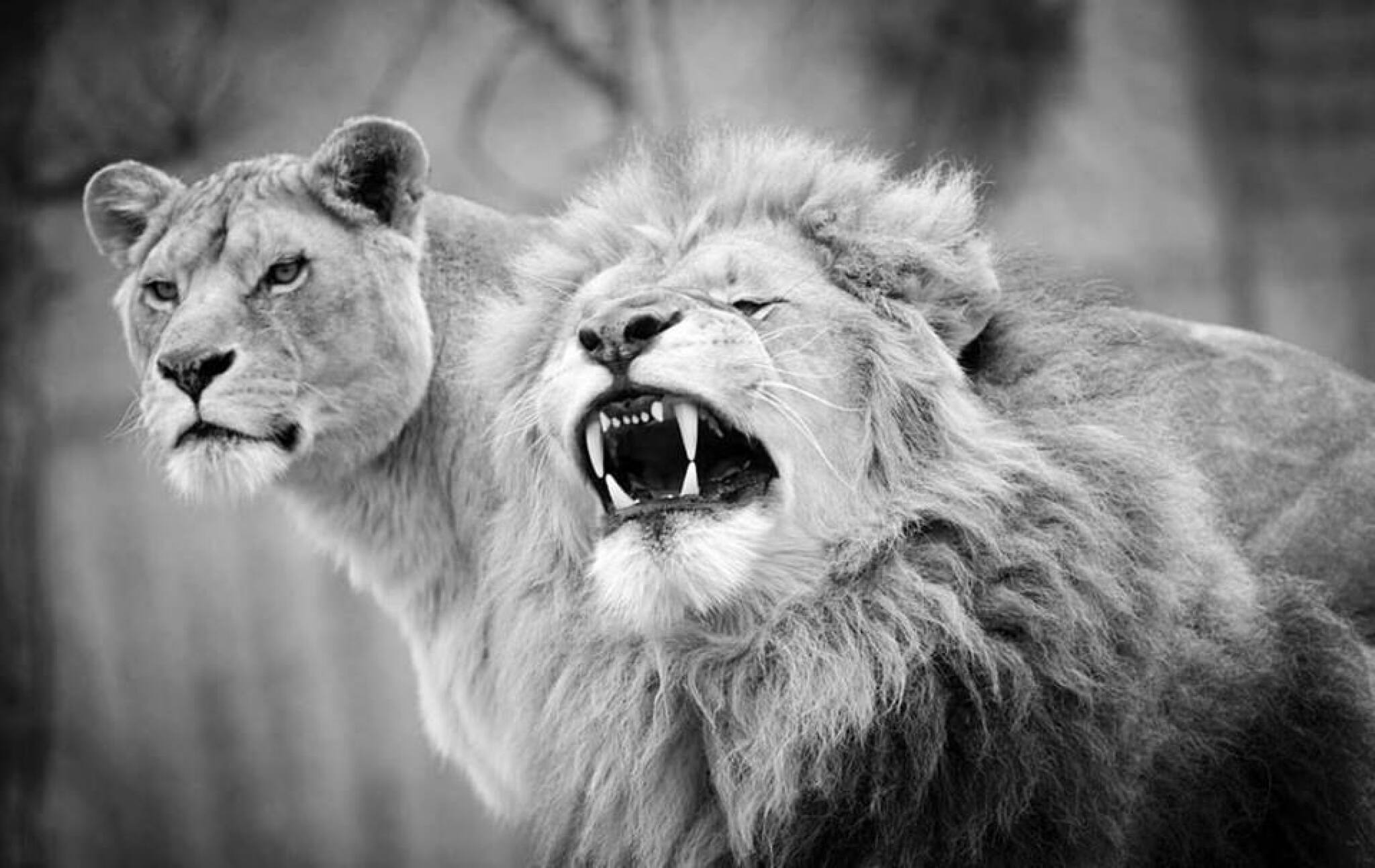 52333418_1214879098662684_2639359271426326528_n