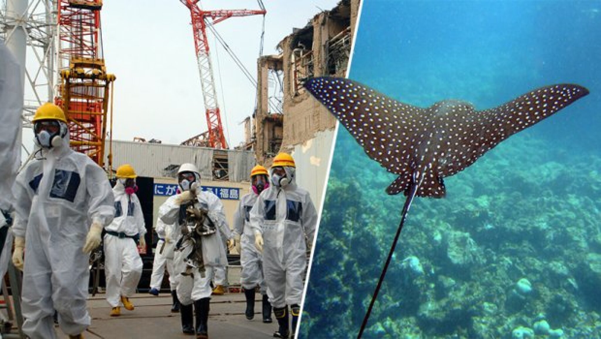 fukusima-raza-620x350