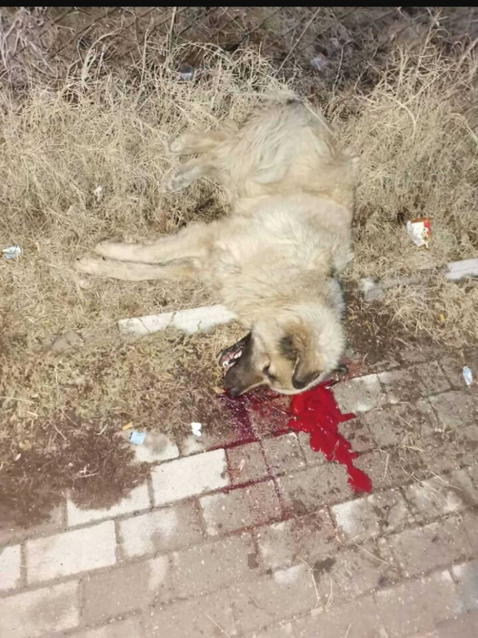 50999749_2077753648960935_5109981462615031808_n