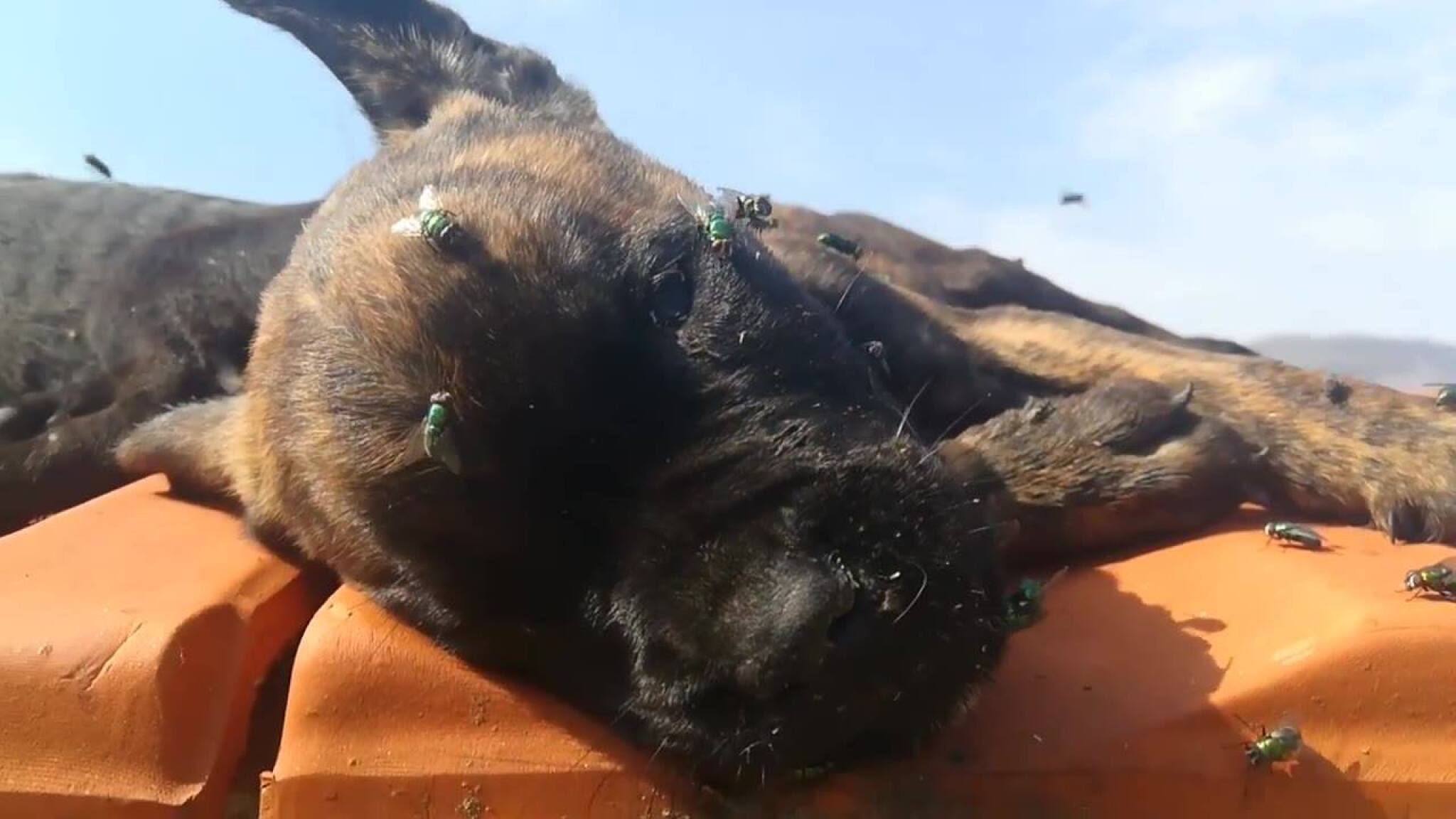 47796006_506139849793355_2908708760891424768_n