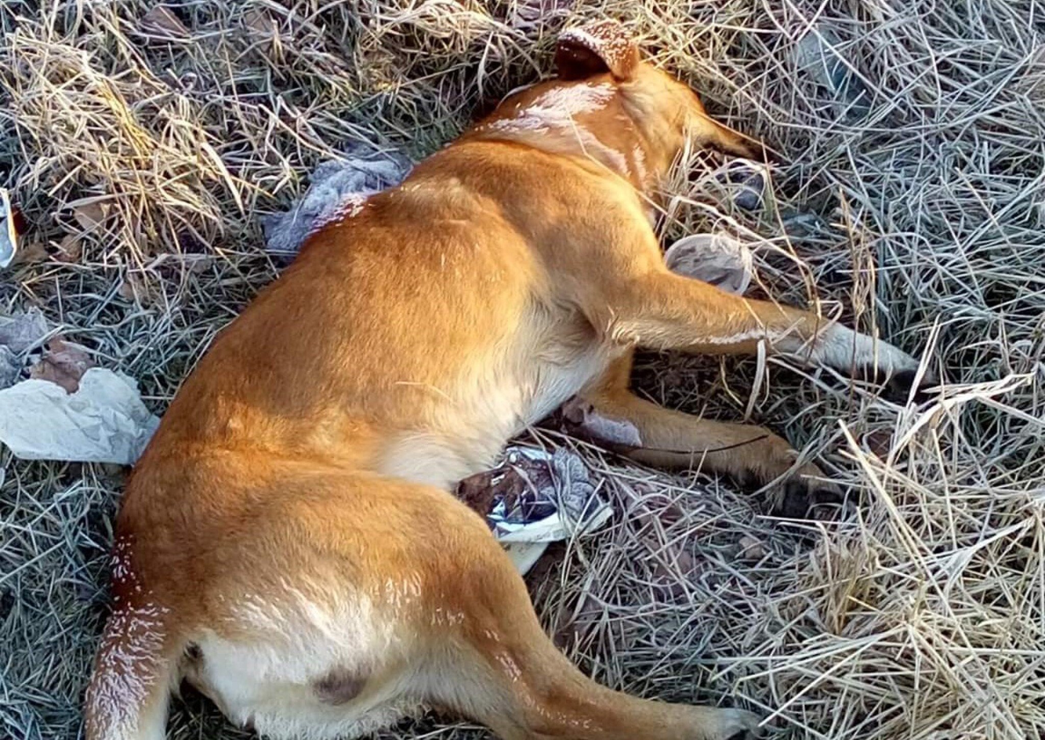 berovo-truenje-zivotni-anima-mundi