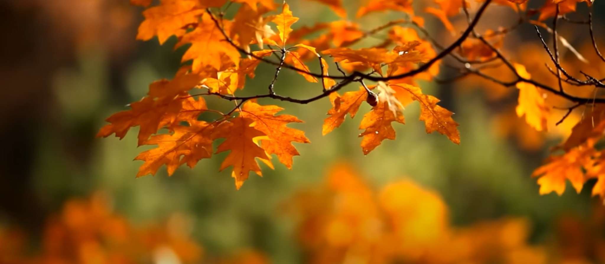 media-libraryu0kl0712k4c9aHXHVpl