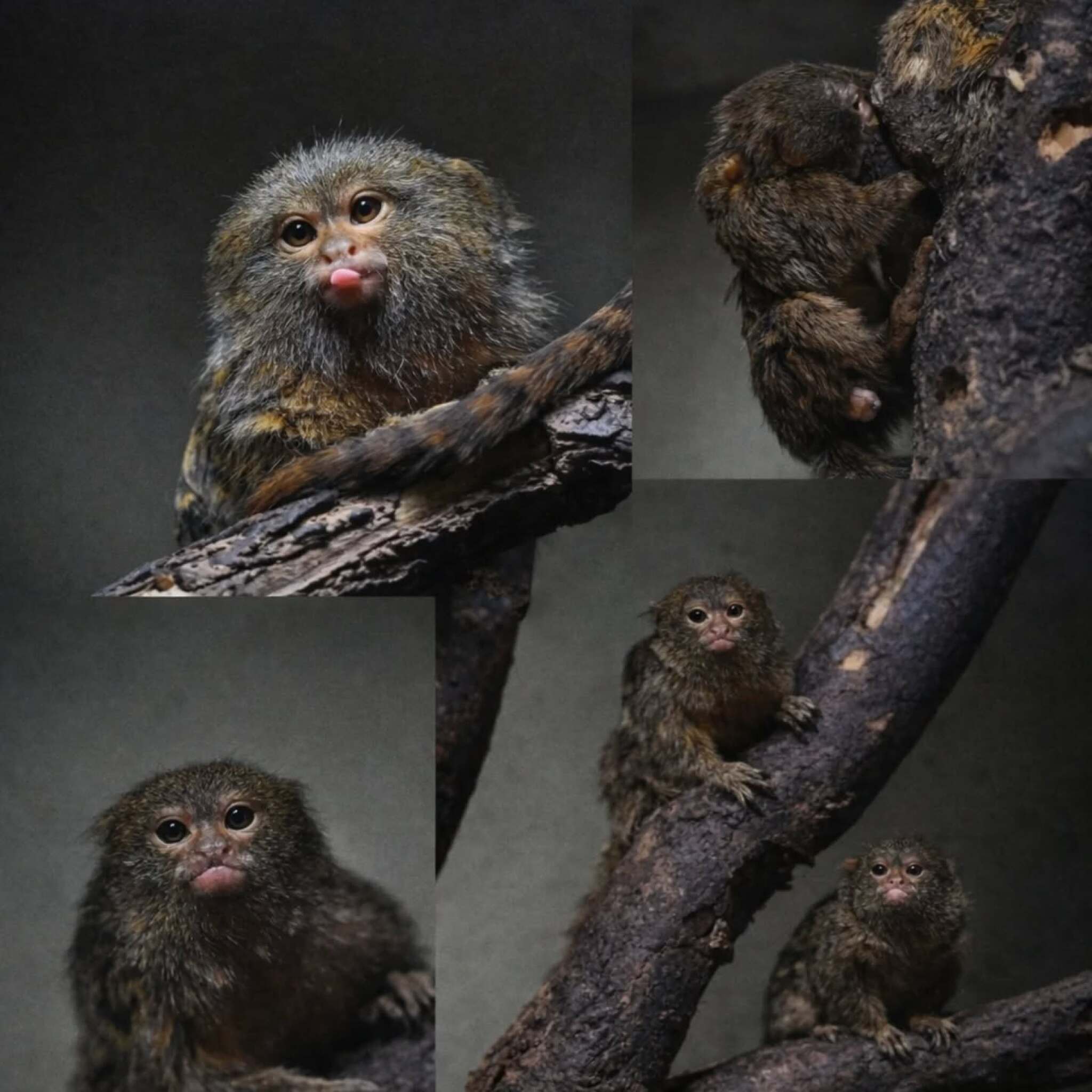 media-librarydettuoook9do03T9fRf