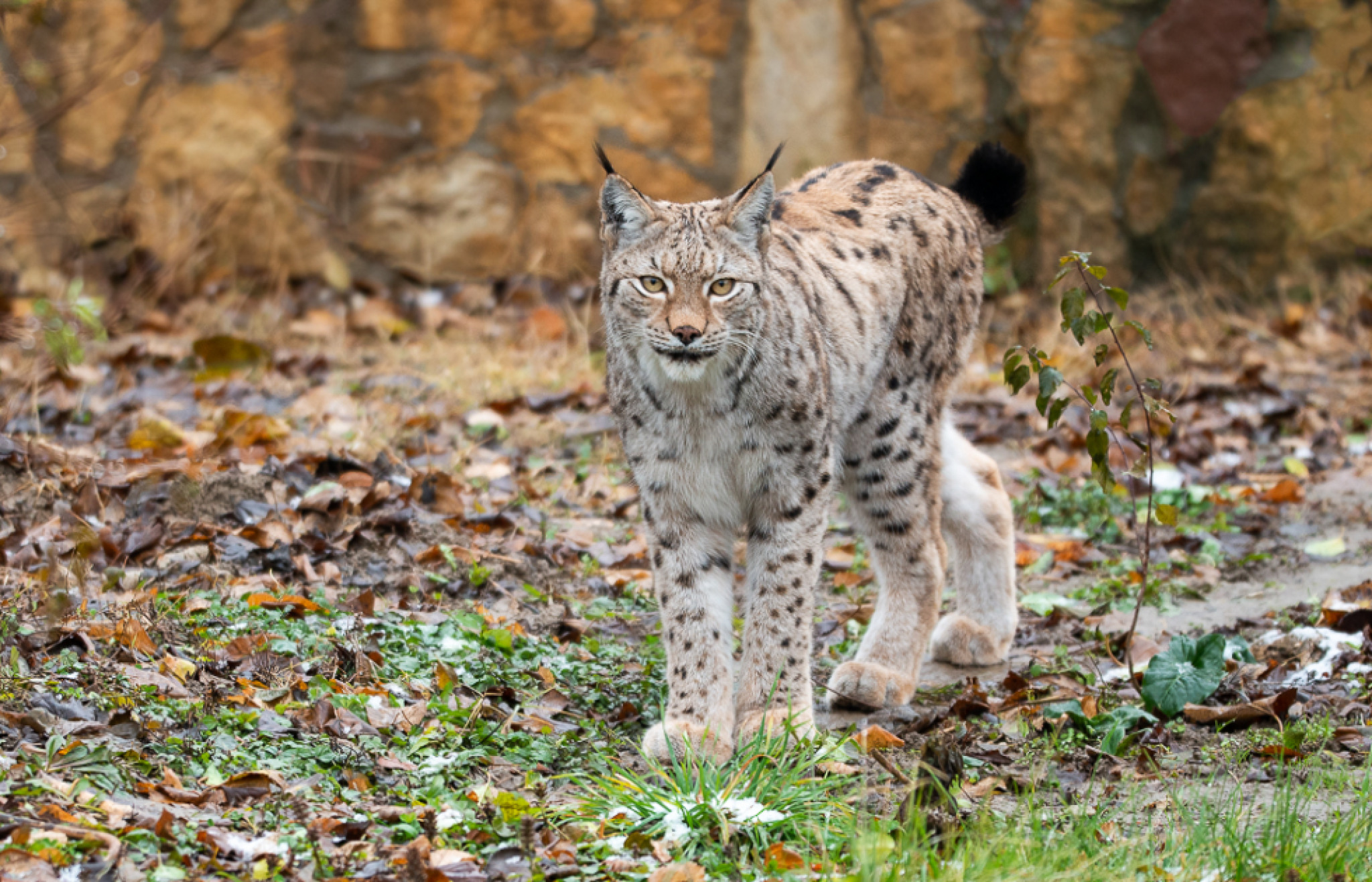 media-library644npuqi4dks9Lrxmkt