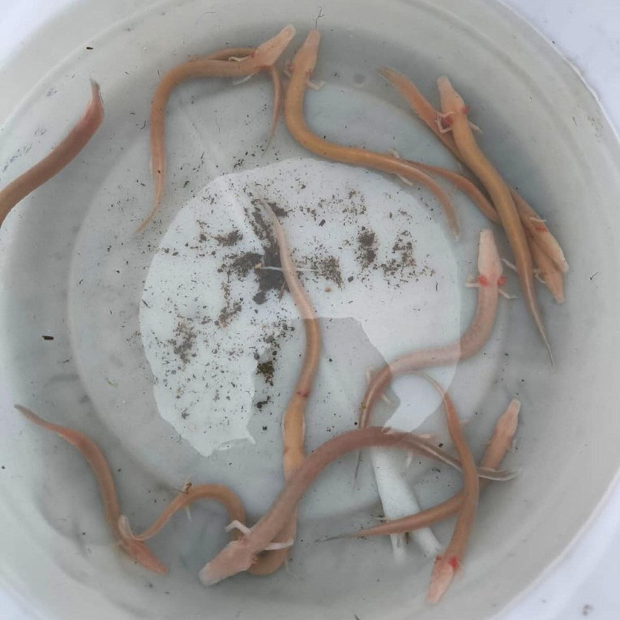 media-libraryqoc8ur6f1fg71FrY0Yb