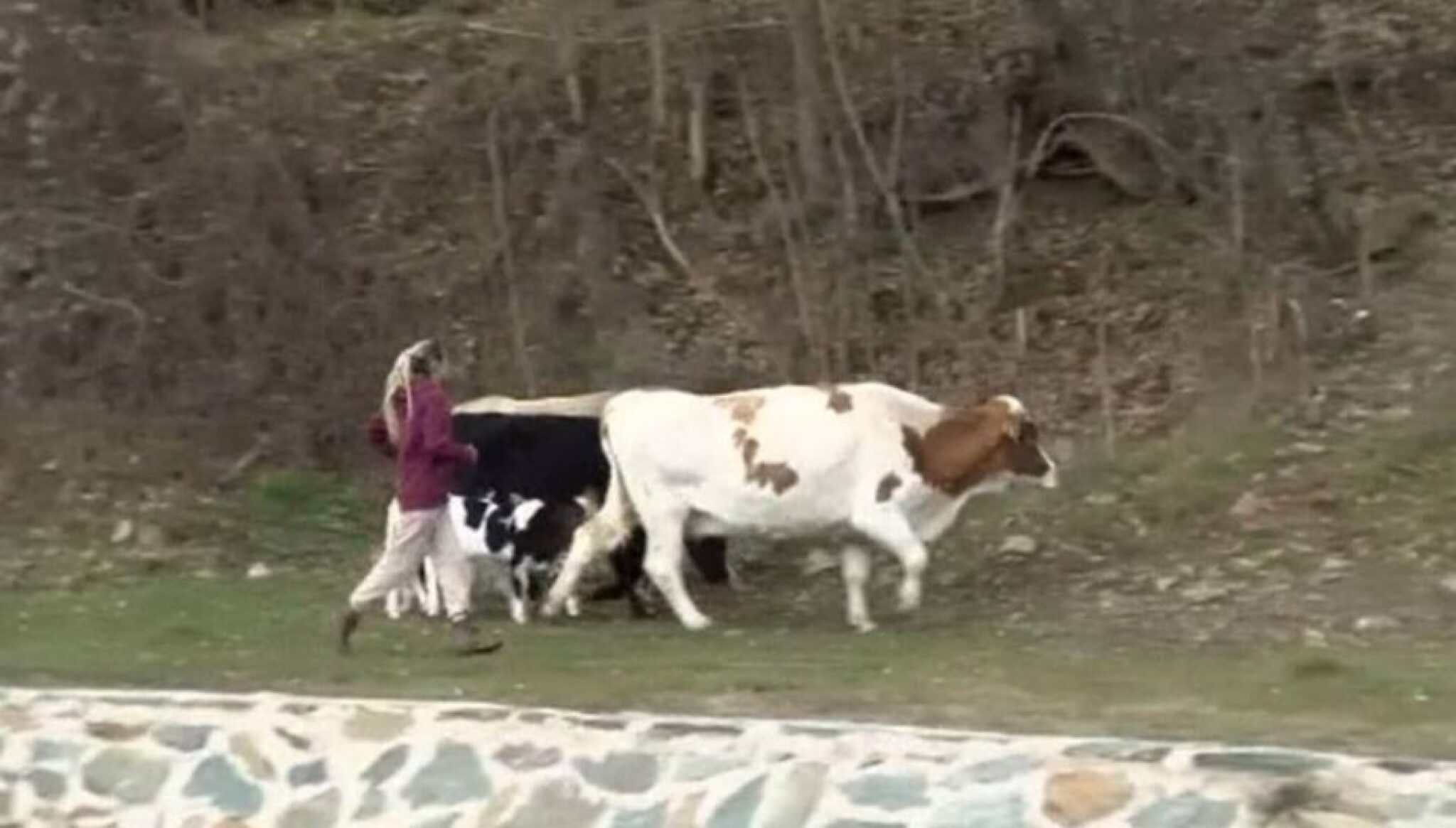 media-librarytvmsd8b75tdedc6gOEW