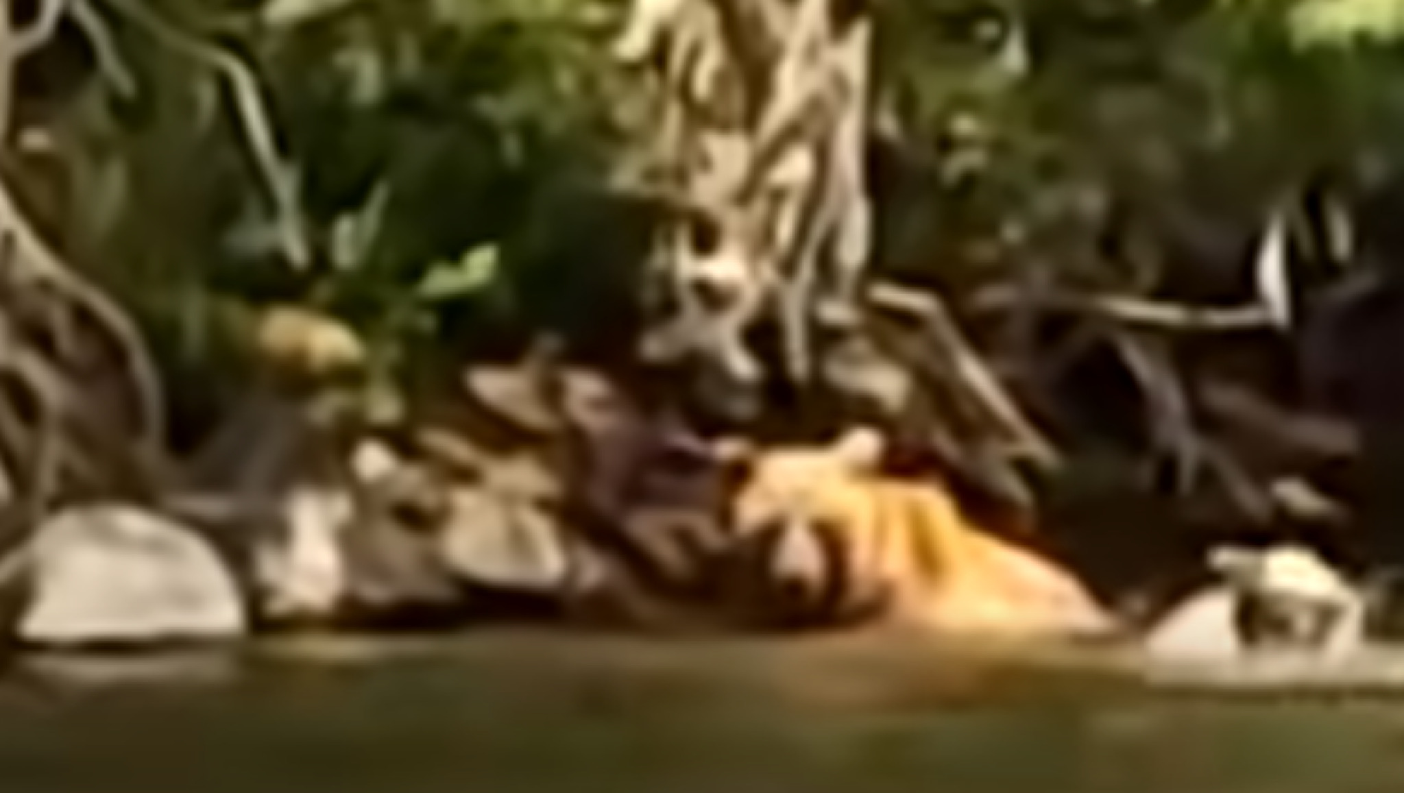 media-librarytvrhrtmbm6lke8D9ACt