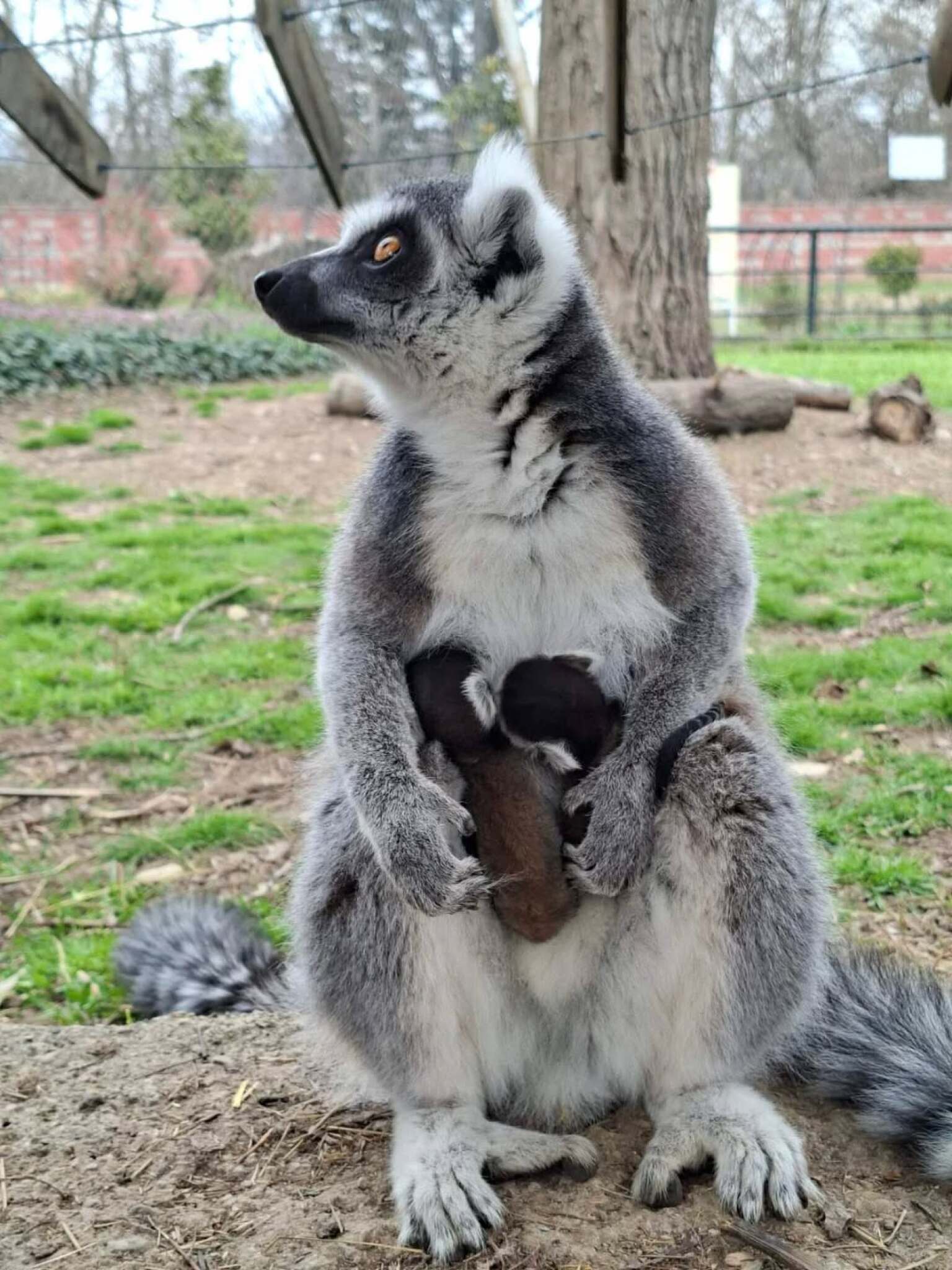 media-libraryqplsmpeleobecV0BDg6