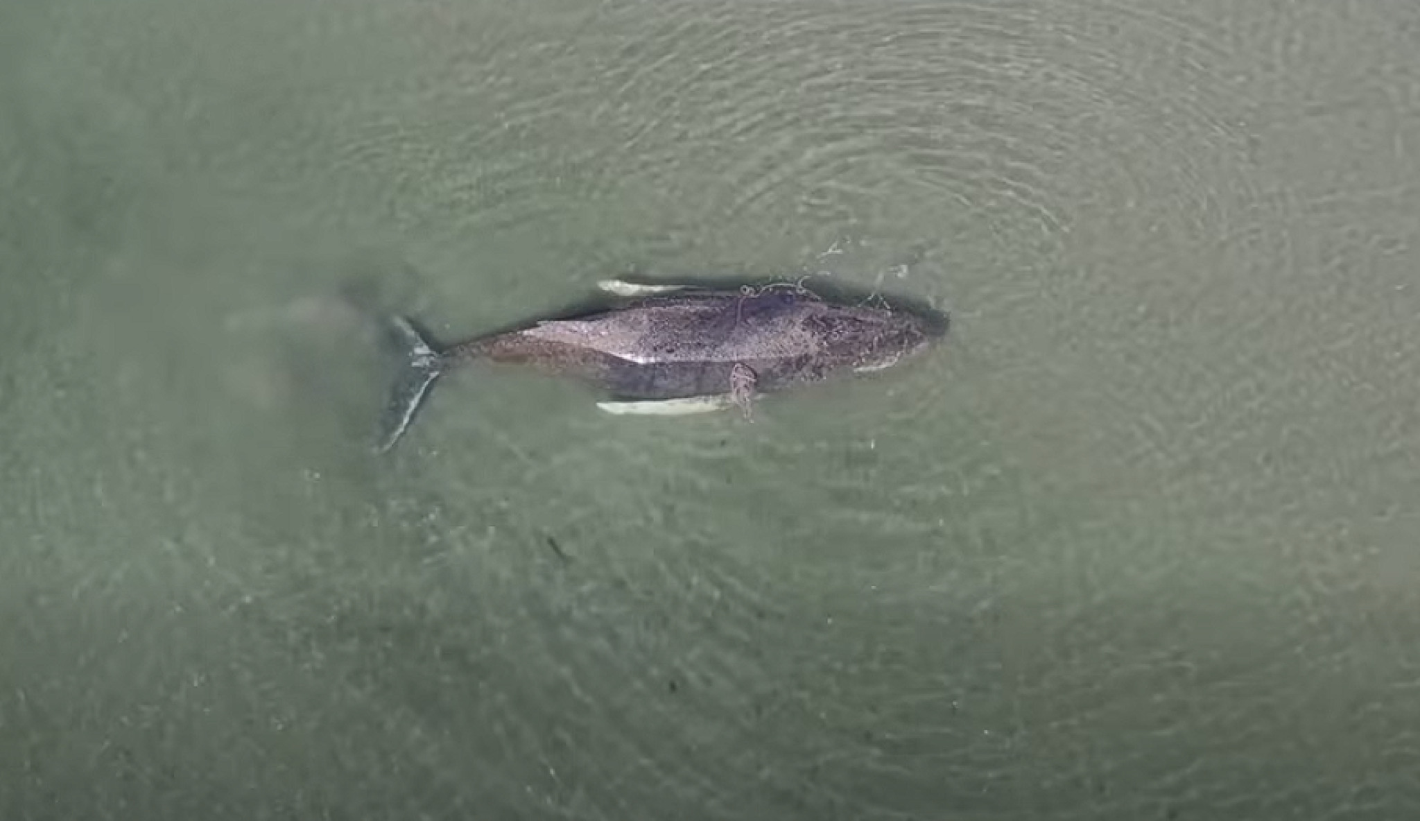 media-libraryi6gpig7idjoeedmfeFD