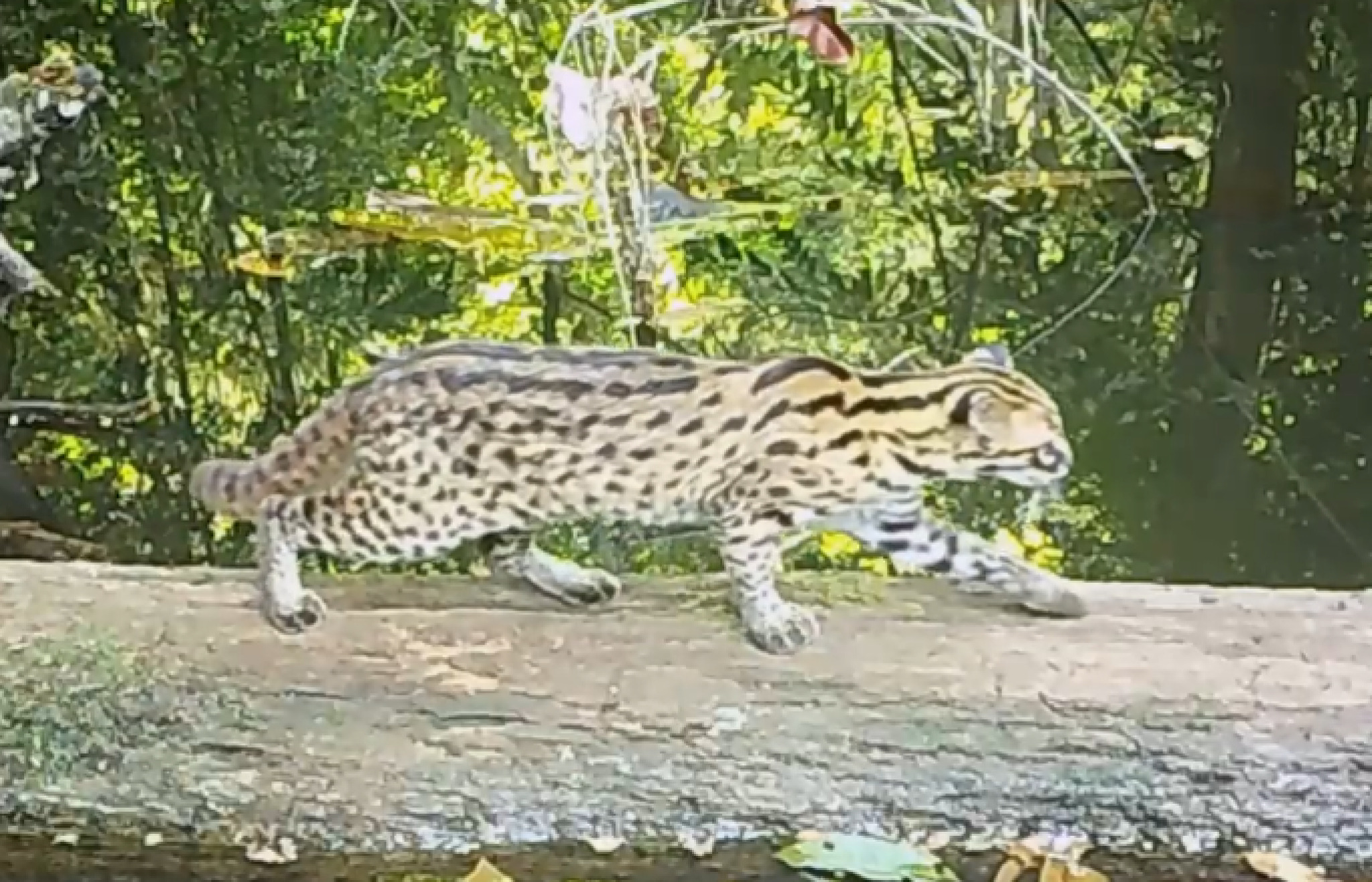 media-libraryga74709884fidiEog0n