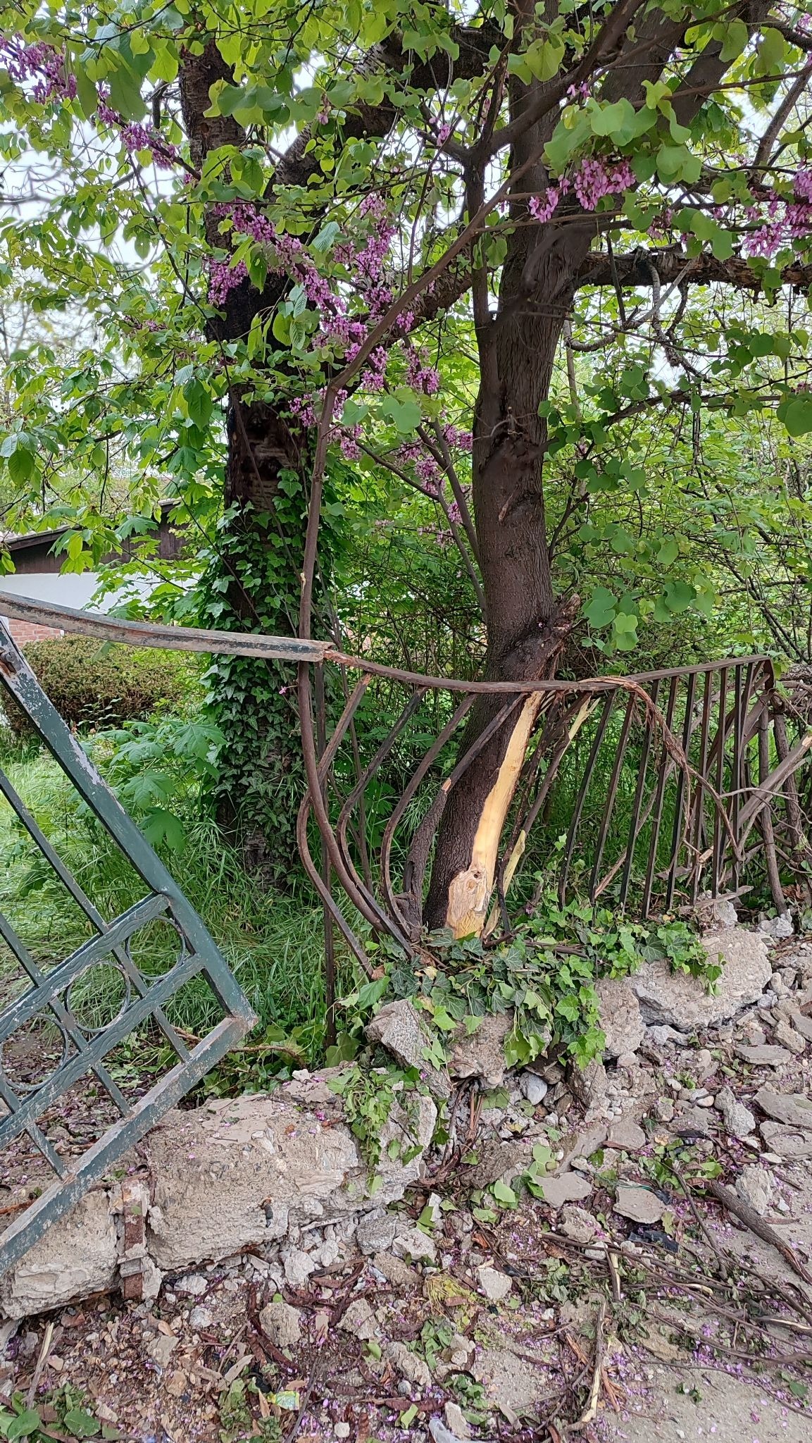 media-librarymkfhjab9kt7o3edPClA