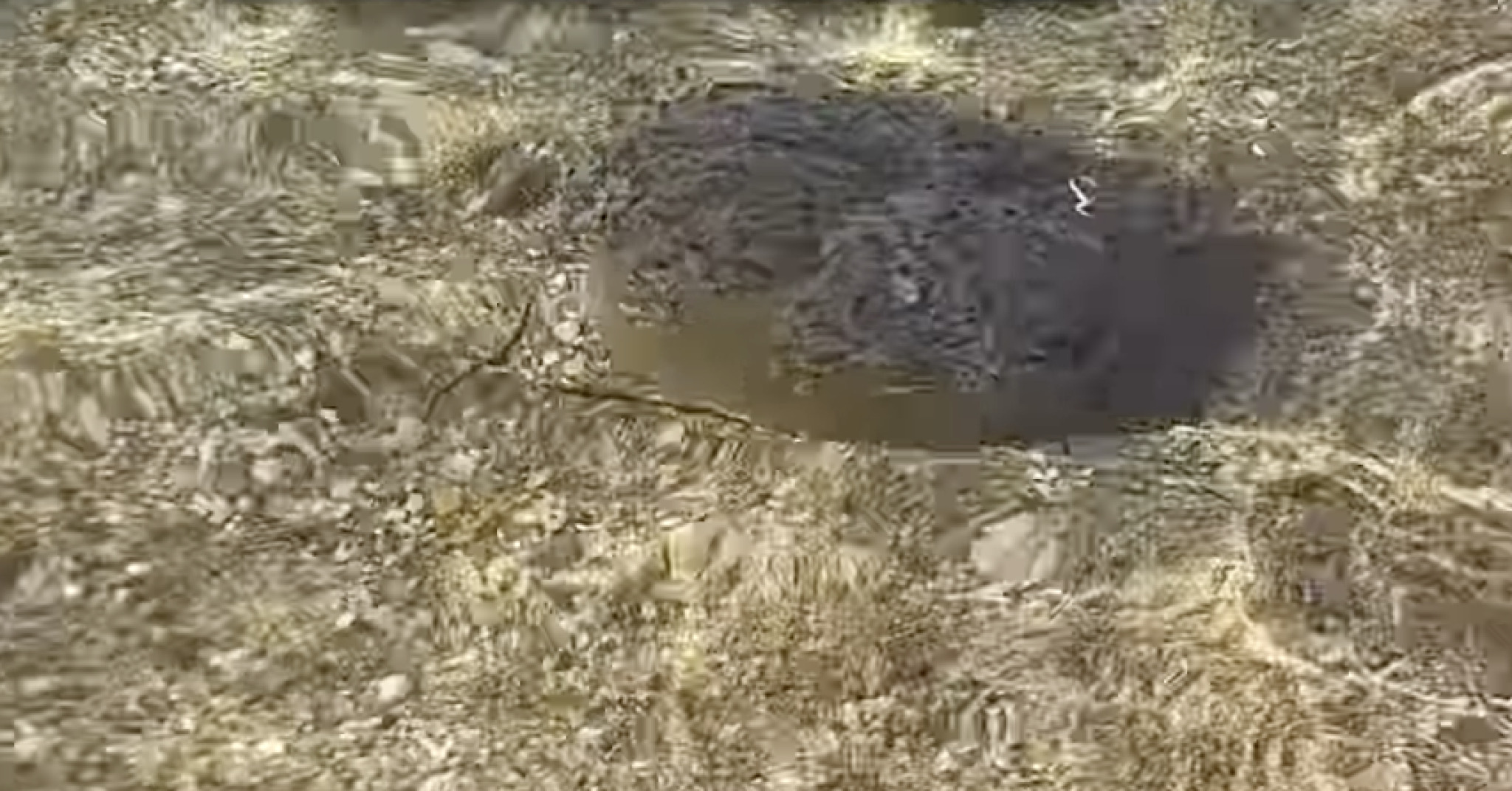 (Видео) Чуден призор во грчкото море: Медуза што изгледа како жолчка ги изненади капачите