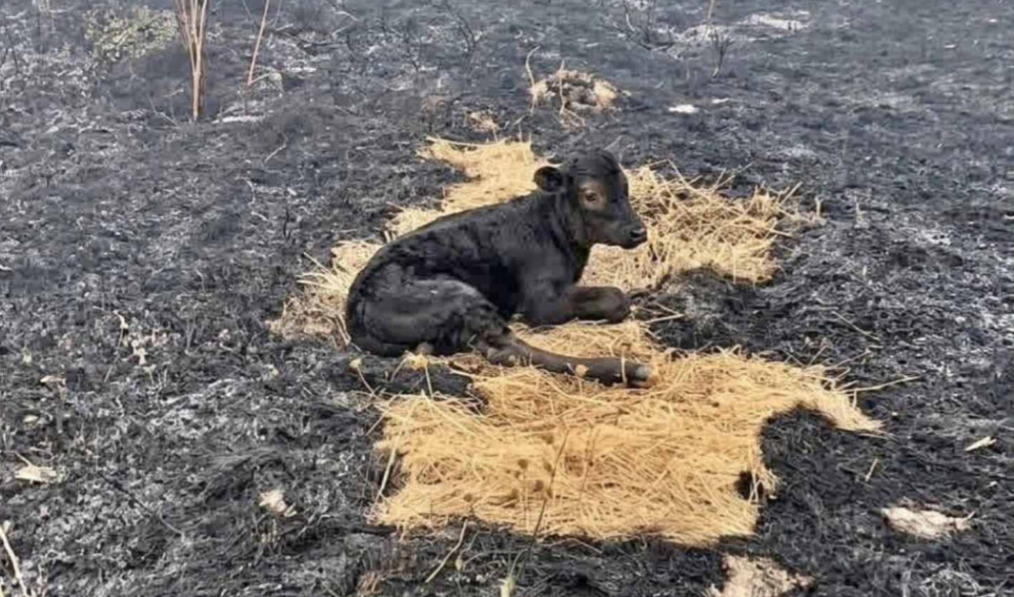(Фото) Исплашено и заробено во пожарот: Пожарникари спасиле мало теле на Китка