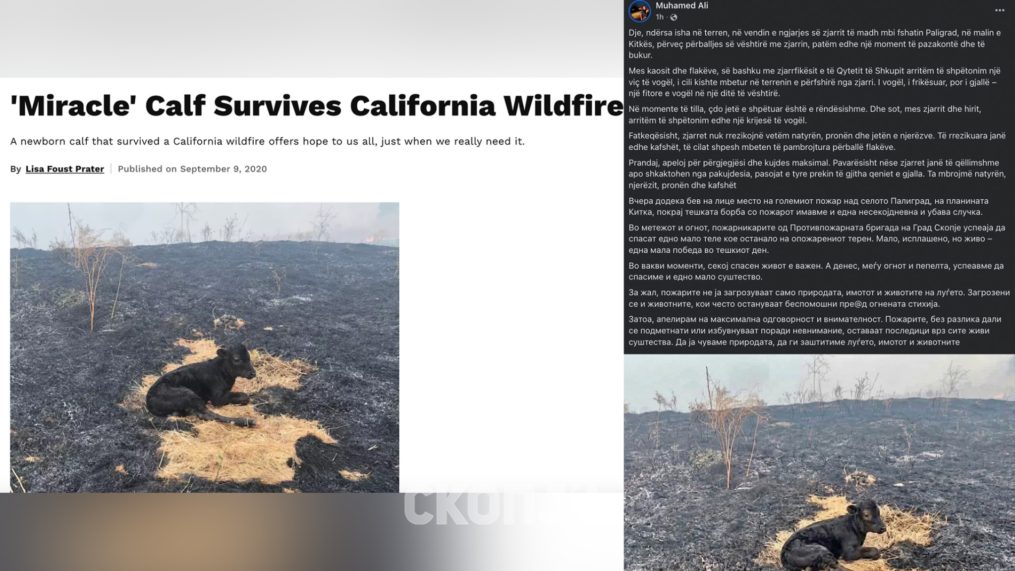 Директорот на ЦУК објави „спасено теле“ од Палиград, a фотографијата е од Калифорнија стара шест години