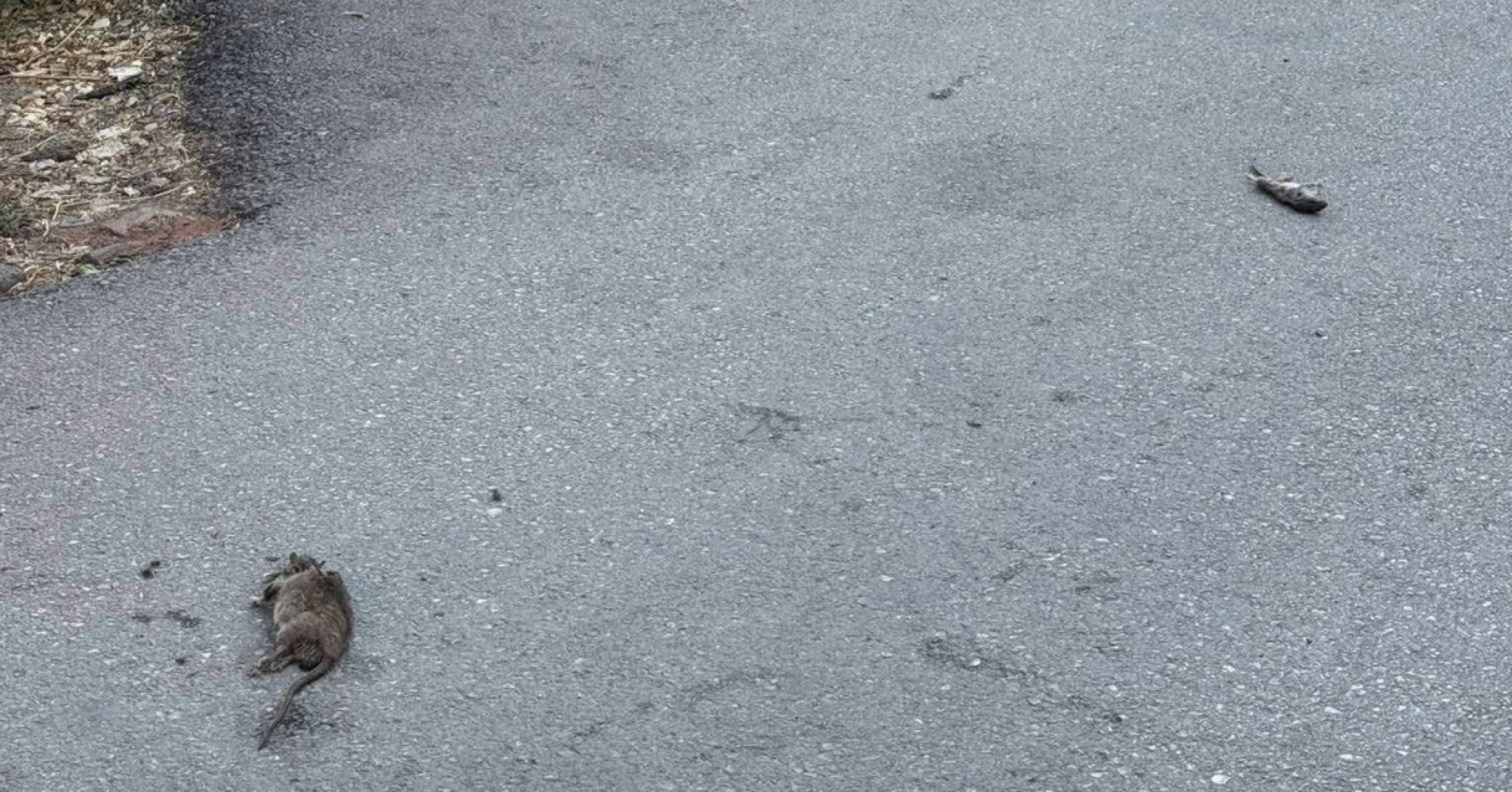 media-librarykogagmjmme840vIPtRz