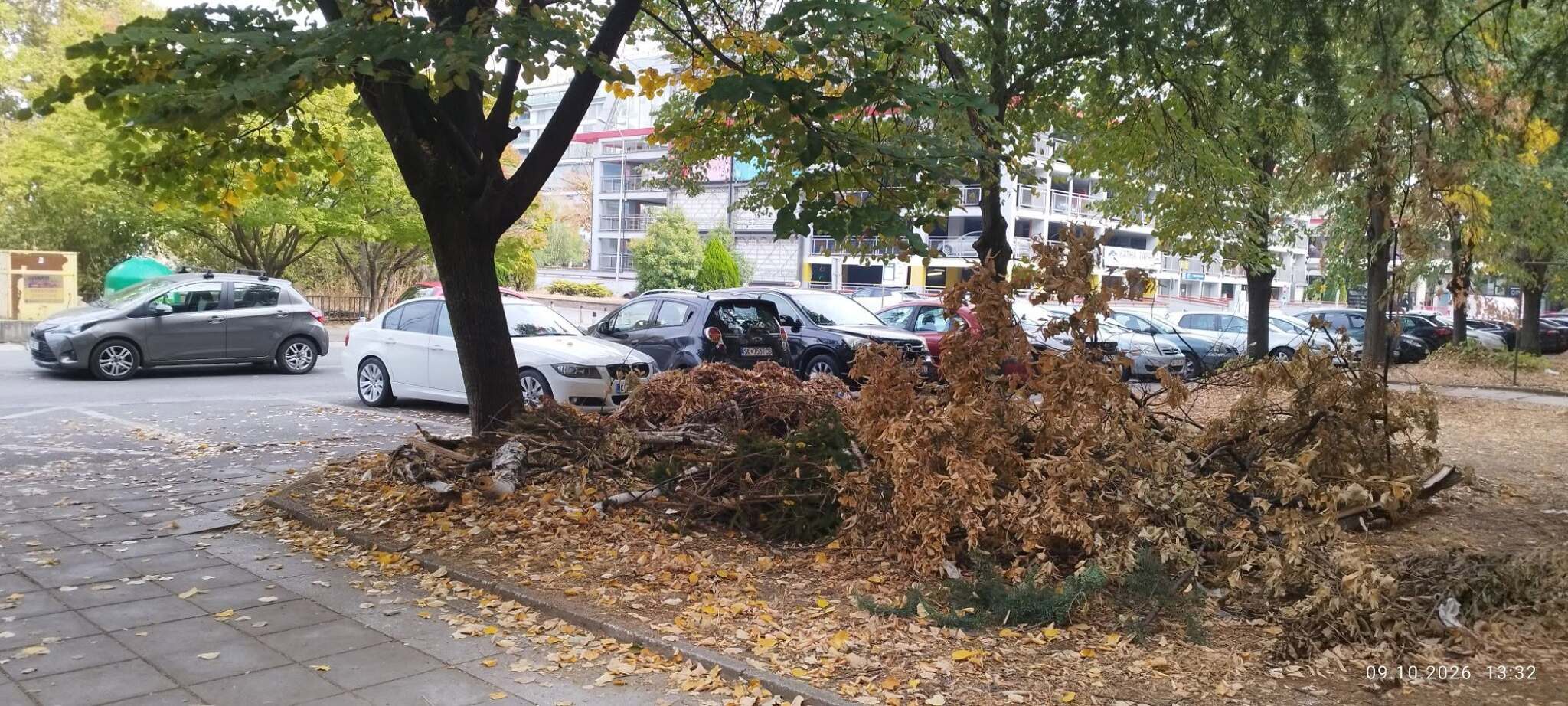 Остатоците од паднатите дрвја во Аеродром сè уште не се собрани, граѓаните реагираат на состојбата